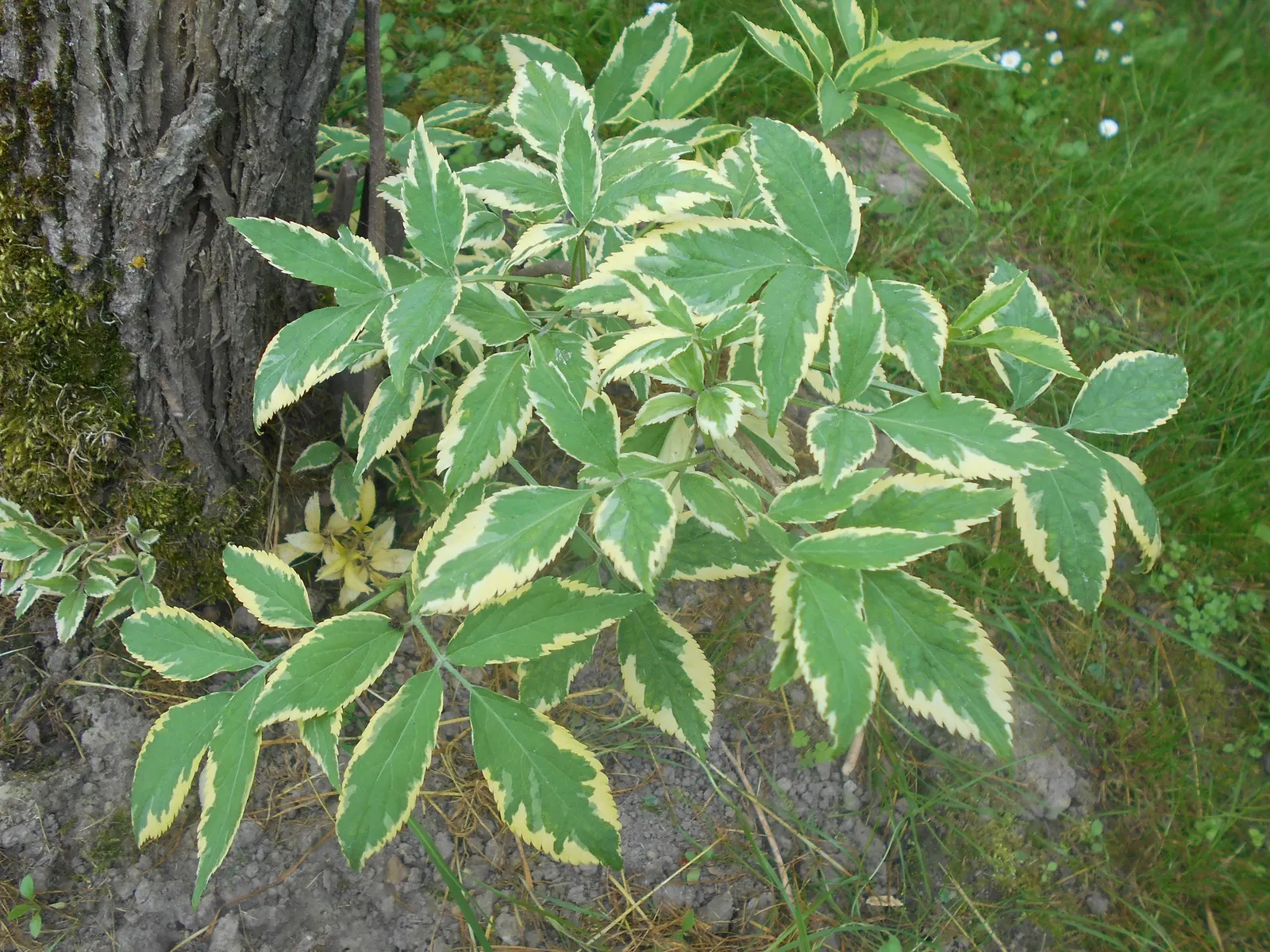 Variegated Black Elder (Sambucus Nigra 'Aureomarginata') — is a striking deciduous shrub reaching up to 10 feet tall