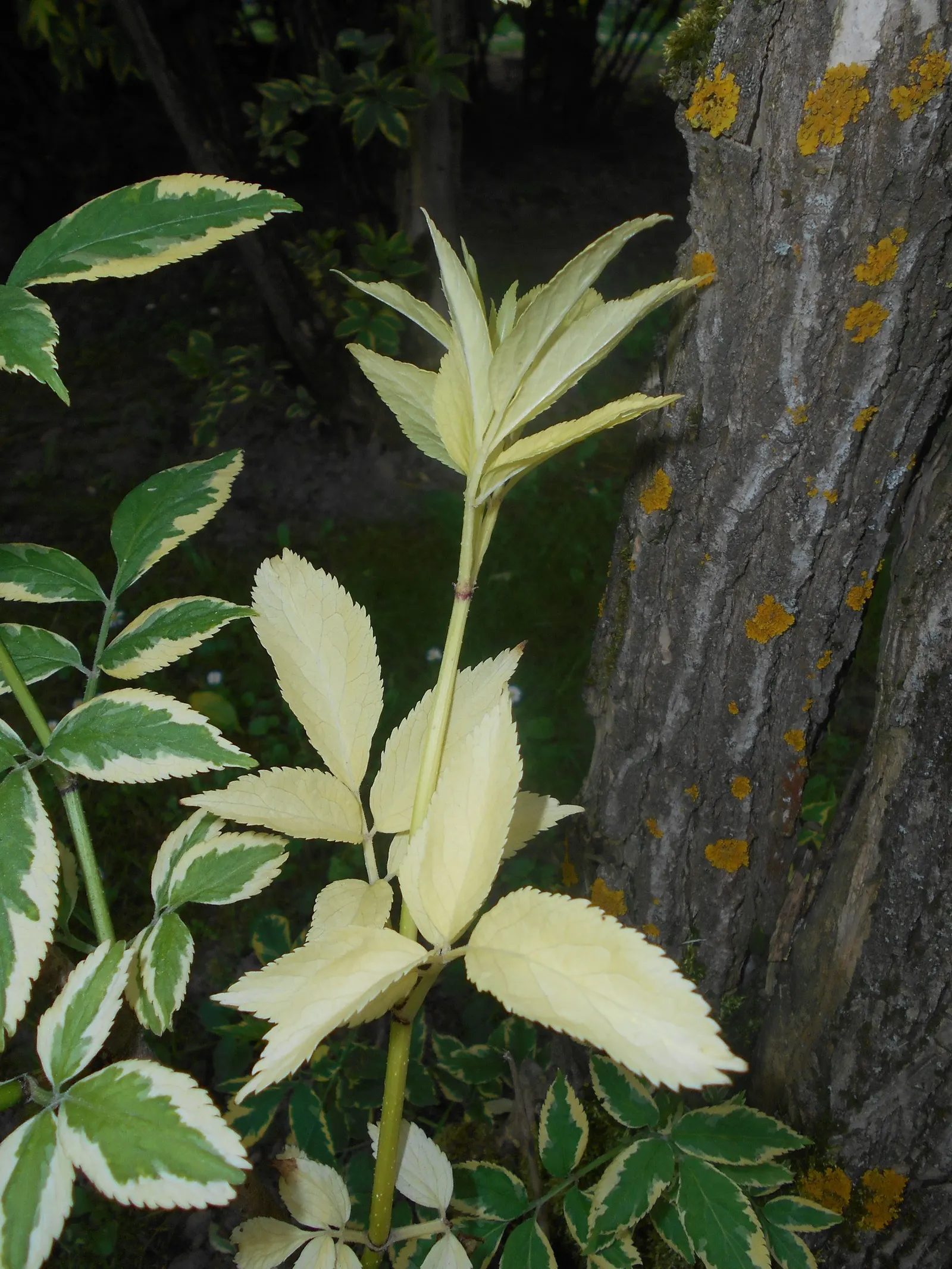 Variegated Black Elder (Sambucus Nigra 'Aureomarginata') — white flowers in the garden