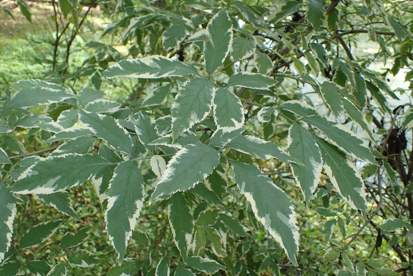 Variegated Black Elder (Sambucus Nigra 'Aureomarginata') — adding another layer of visual appeal and providing a food source for local wildlife