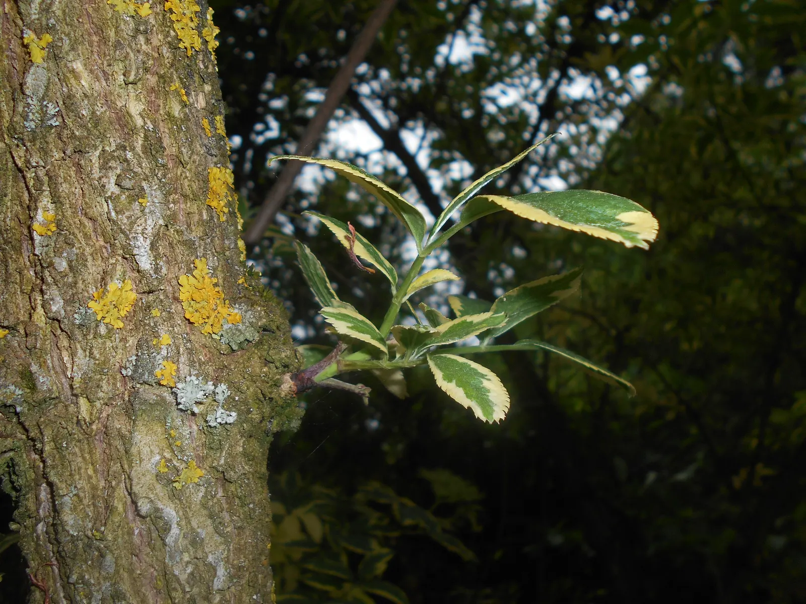 Variegated Black Elder (Sambucus Nigra 'Aureomarginata') — The Variegated Black Elder's growth rate is moderately fast