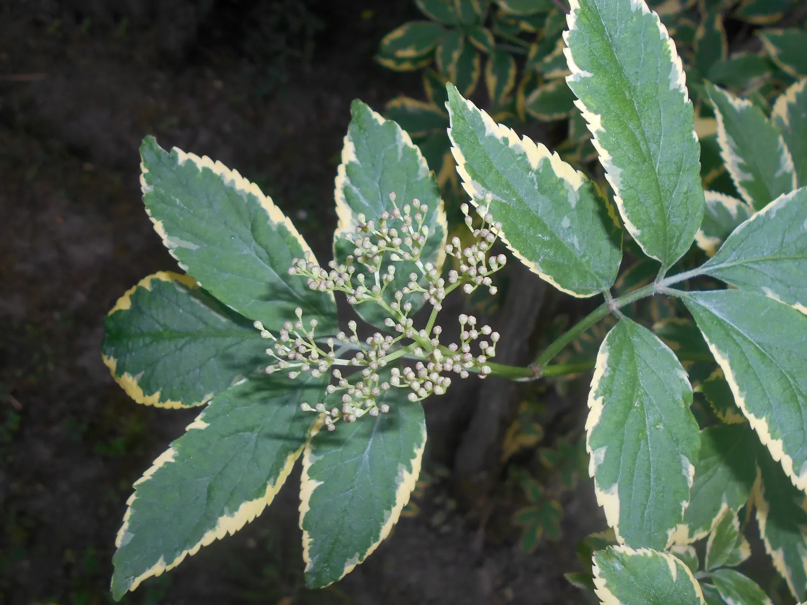 Variegated Black Elder (Sambucus Nigra 'Aureomarginata') — As a versatile plant, it can function as an accent, in naturalized plantings, or even as an informal