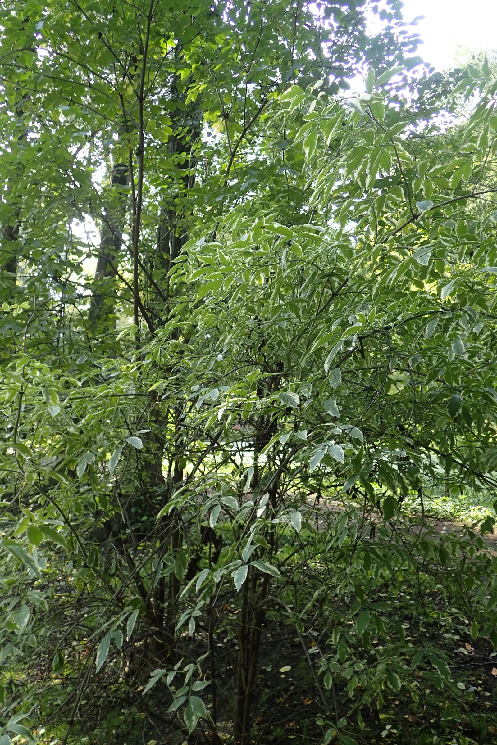Variegated Black Elder (Sambucus Nigra 'Aureomarginata') — It is a captivating choice for adding contrast to garden designs