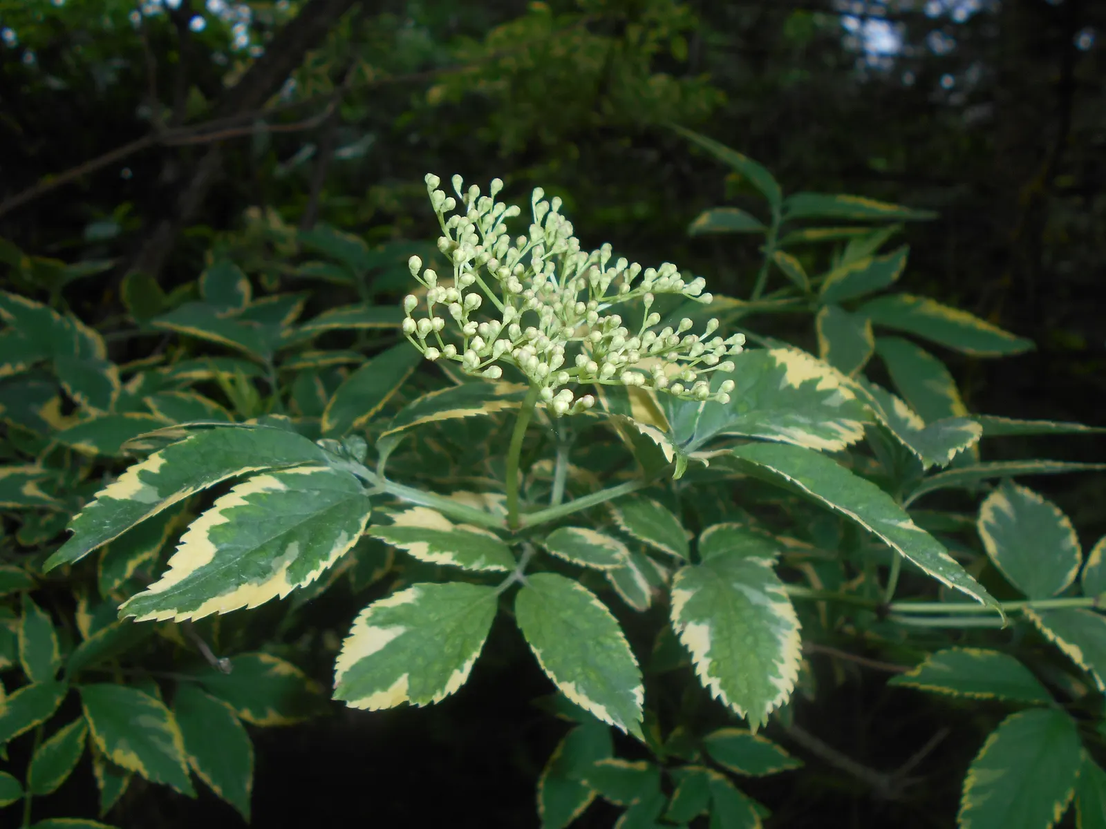 Variegated Black Elder (Sambucus Nigra 'Aureomarginata') — with leaves featuring a blend of green centers surrounded by golden-yellow margins