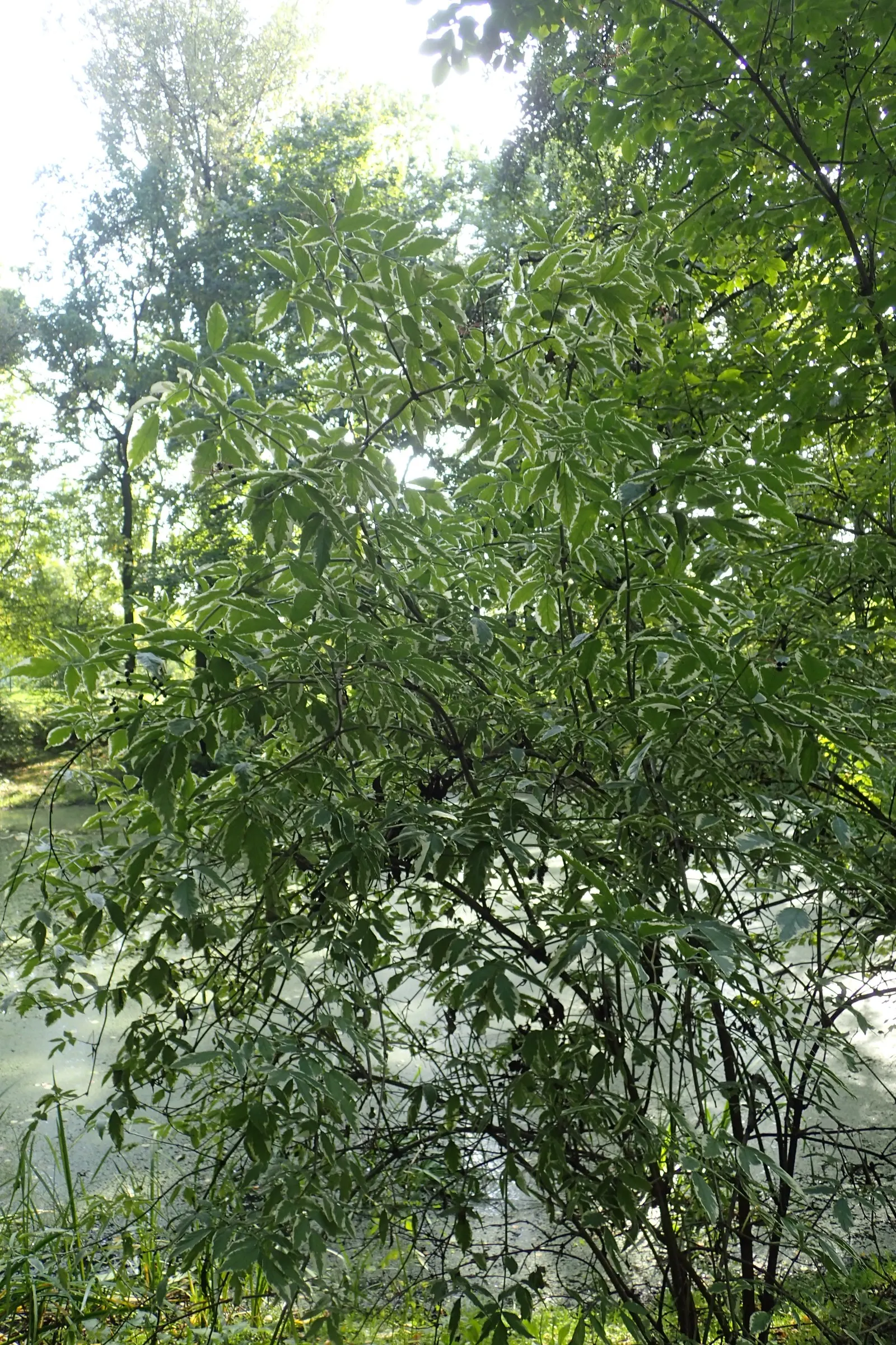 Variegated Black Elder (Sambucus Nigra 'Aureomarginata') — Approved for USDA hardiness zones 4 through 7