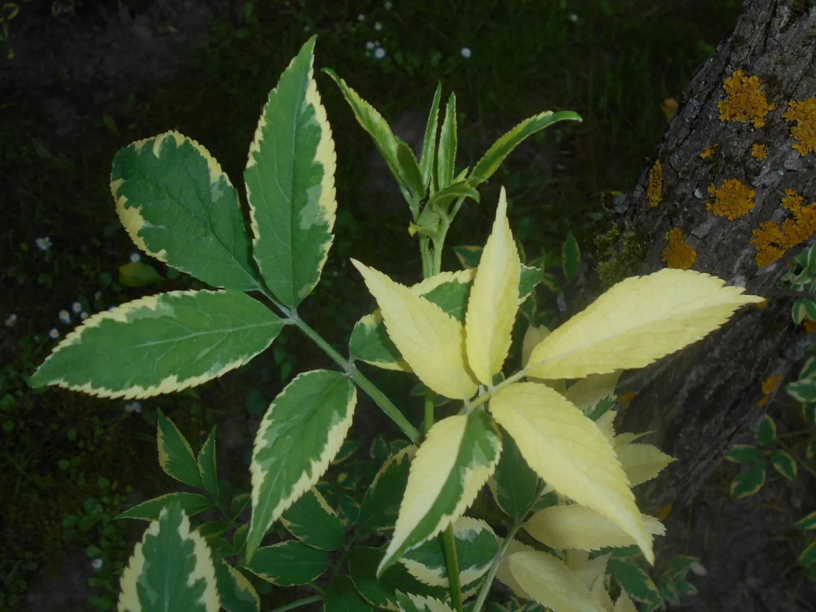 Variegated Black Elder (Sambucus Nigra 'Aureomarginata') — occasional pruning to shape or control size is recommended