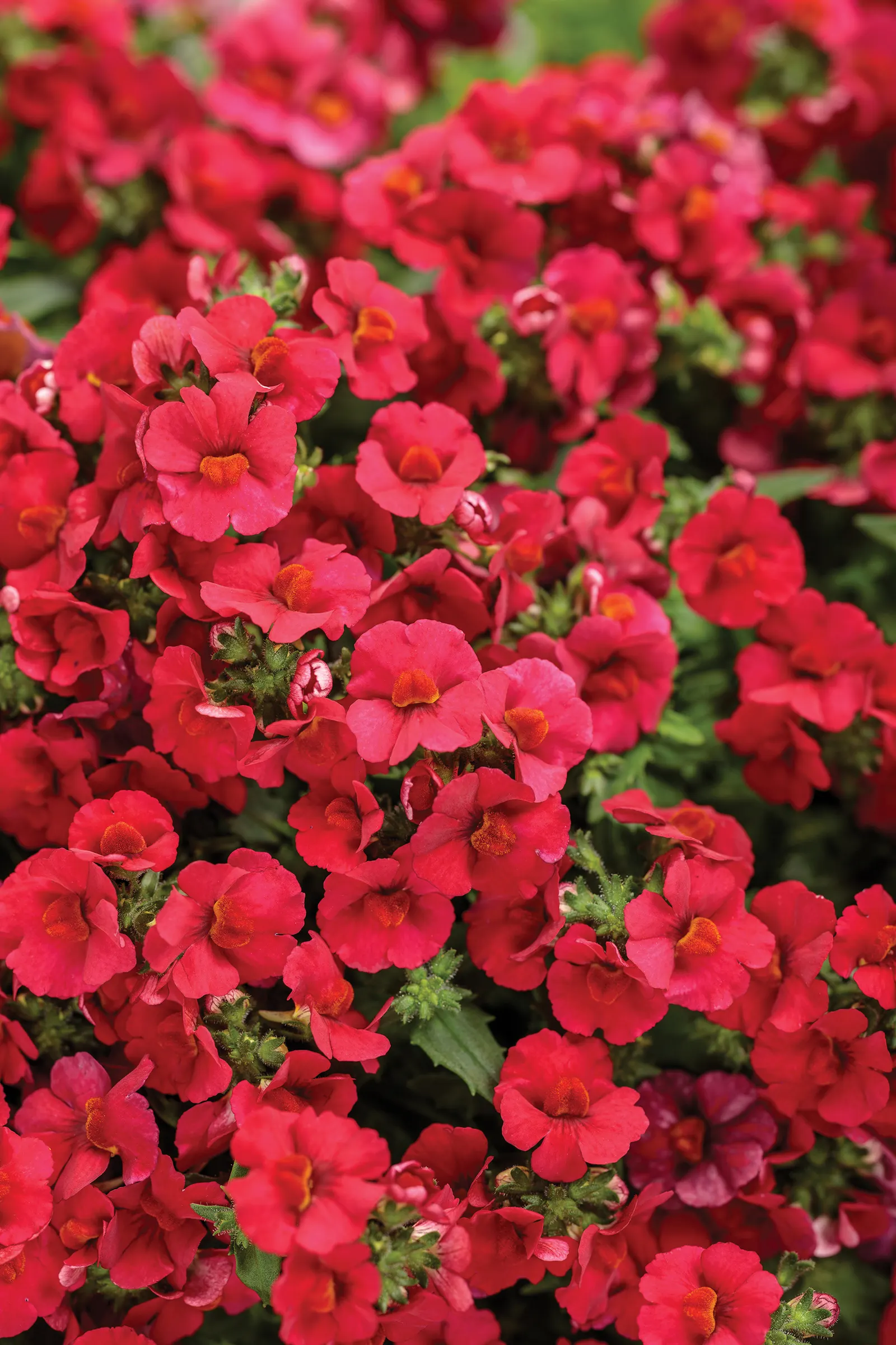 Cranberry Red Nemesia — is a mounded annual with green foliage and profuse cranberry-red blooms from planting to hard frost