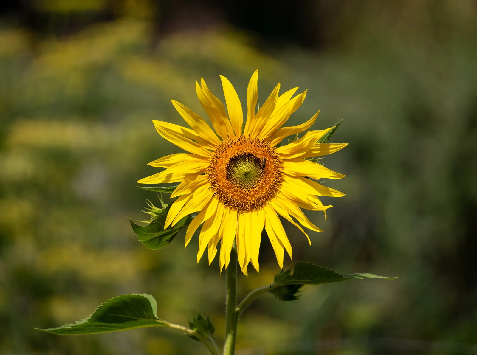 Common Sunflower (Helianthus Annuus) — For the landscape architect; note that mature plants can reach a towering height of 6 to 10 feet with a, image 121