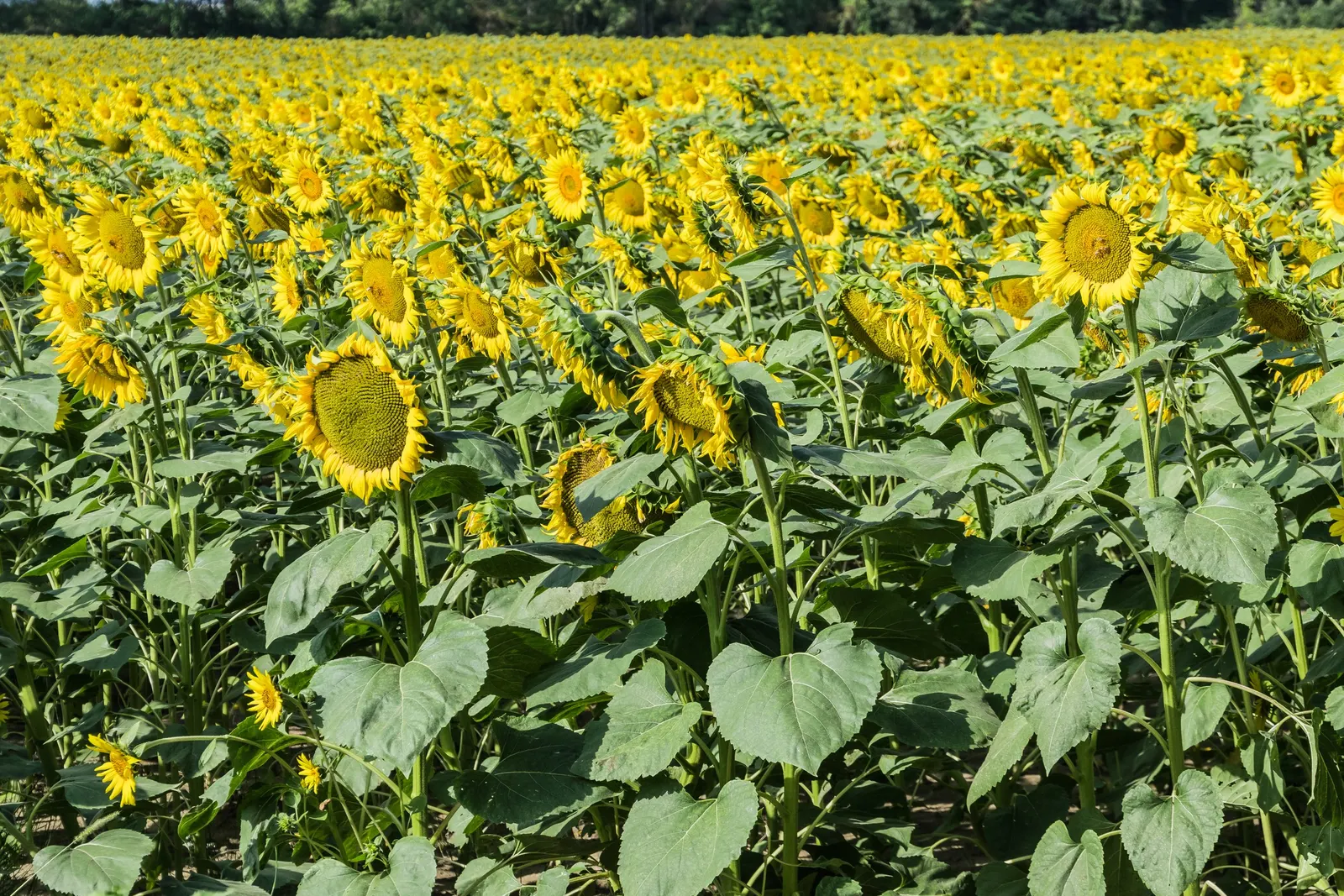 Common Sunflower (Helianthus Annuus) — where young flower buds track the sun from east to west; multi-colored and yellow flowers in the garden, image 93