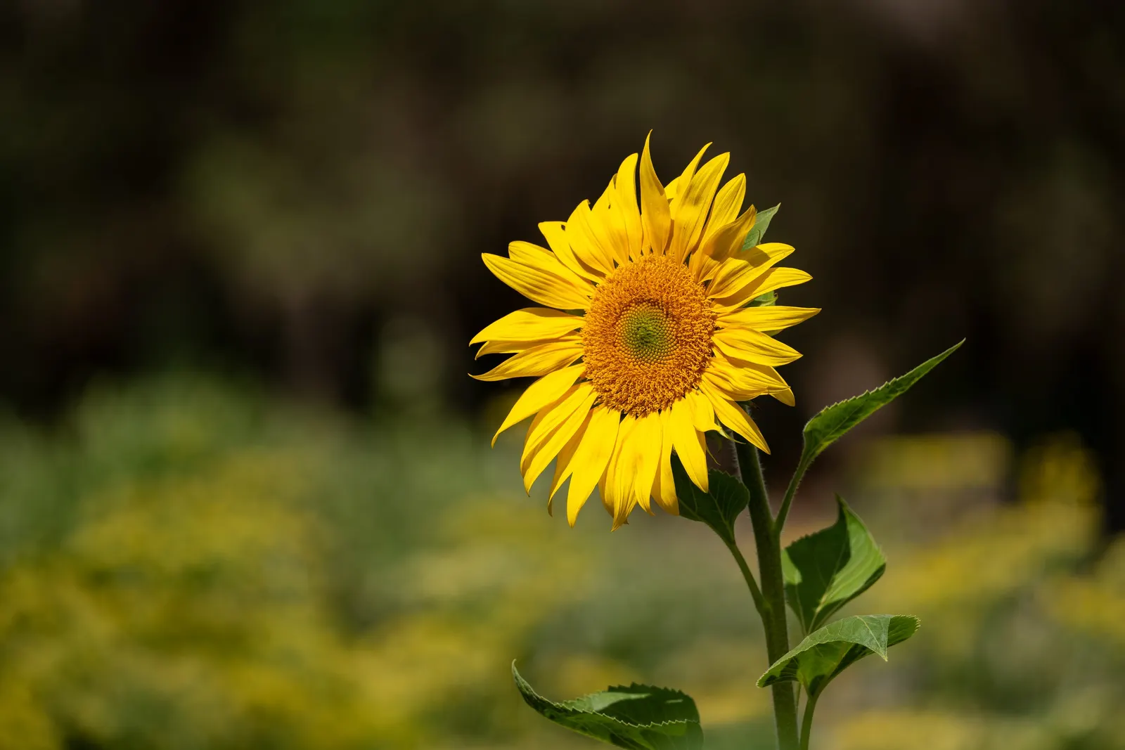 Common Sunflower (Helianthus Annuus) — is an iconic and vibrant perennial that serves as a focal point in any garden; the Common Sunflower is a, image 85