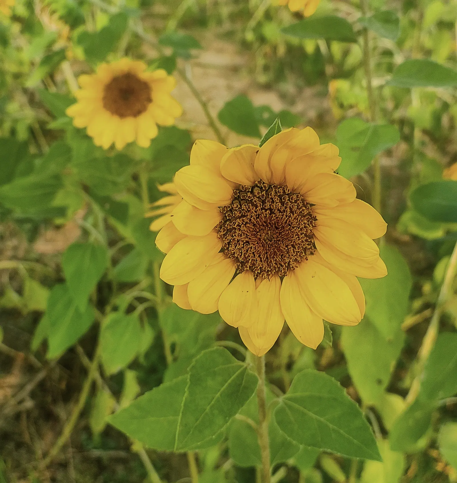 Common Sunflower (Helianthus Annuus) — multi-colored and yellow flowers in the garden; able to thrive in a range of soil types, image 76