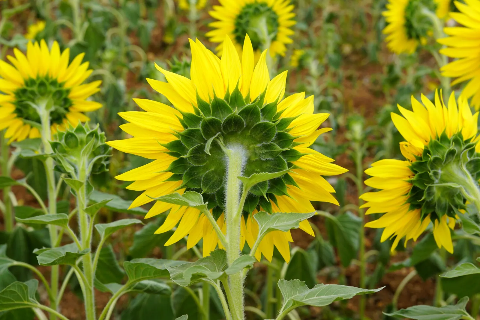 Common Sunflower (Helianthus Annuus) — which maximizes photosynthesis; space them 18 to 36 inches apart to accommodate their growth and ensure, image 120