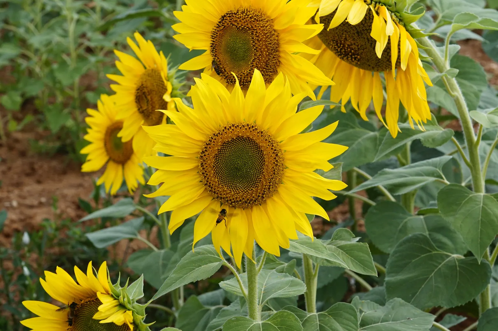 Common Sunflower (Helianthus Annuus) — When considering inclusion in landscape design; with moderate watering needs, image 63