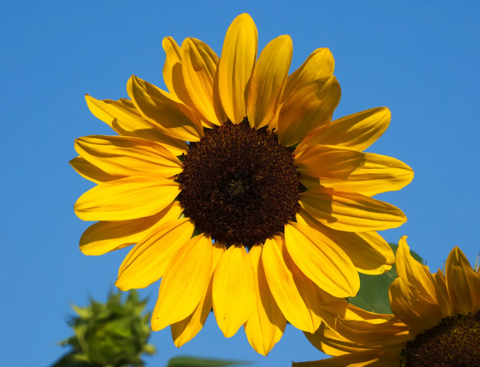 Common Sunflower (Helianthus Annuus) — while birds relish the seeds that form in its centers post bloom; which can measure approximately 3 inches, image 125