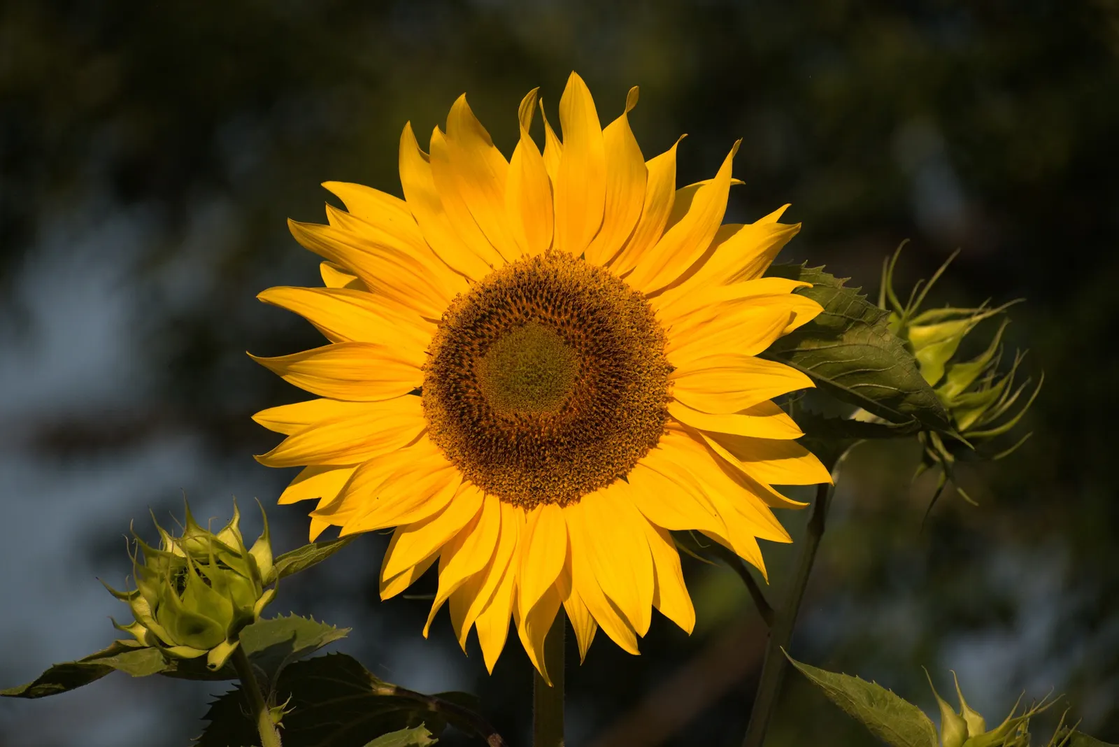 Common Sunflower (Helianthus Annuus) — provided they are well-drained; where young flower buds track the sun from east to west, image 62