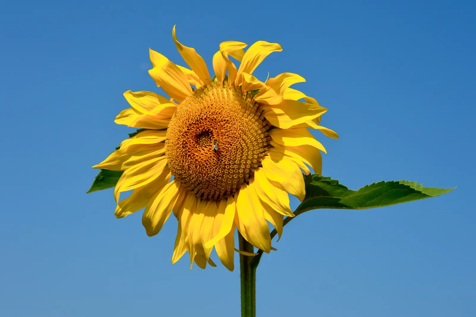 Common Sunflower (Helianthus Annuus) — vibrant yellow blooms reaching diameters of 6 to 12 inches