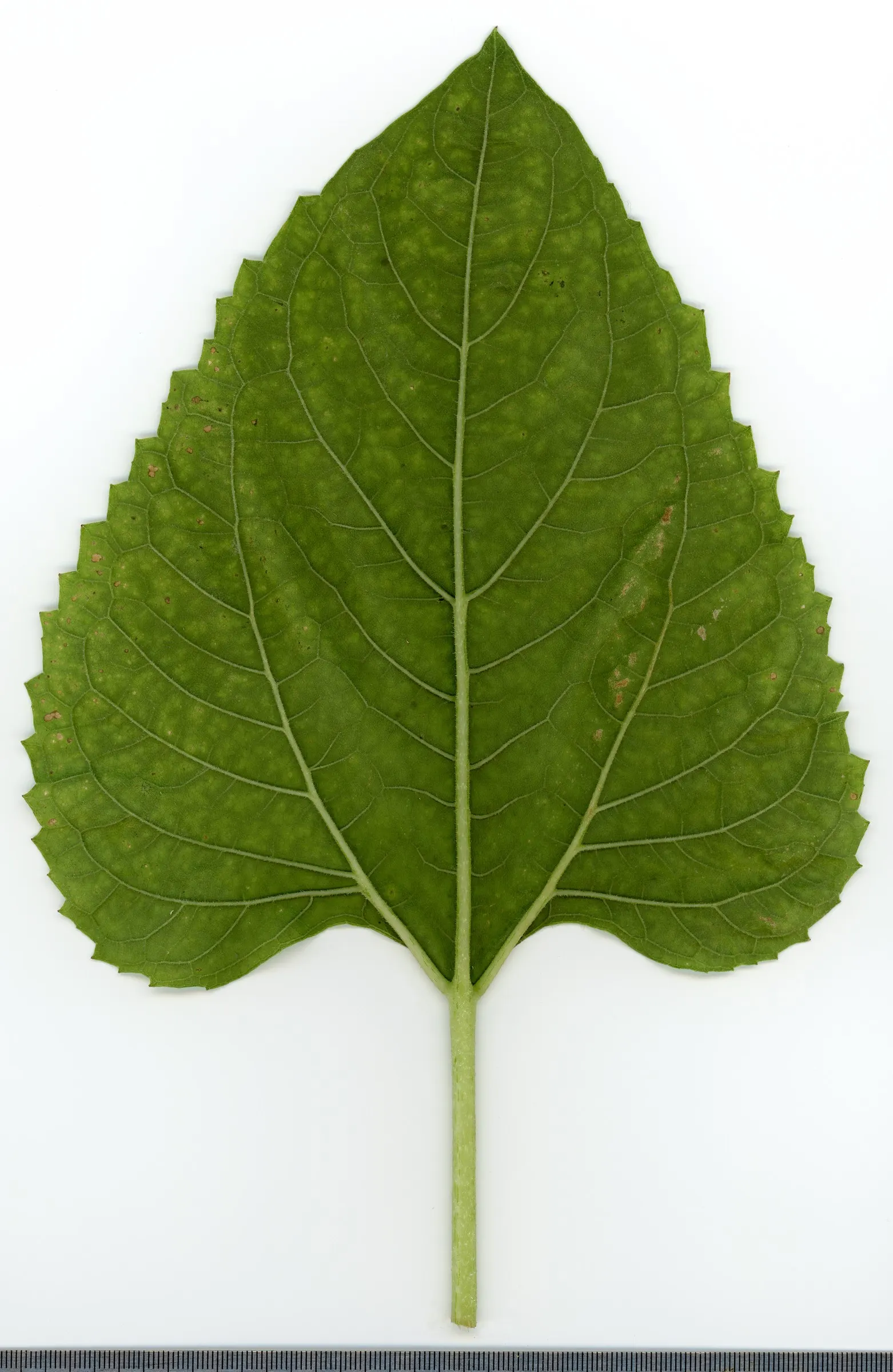 Common Sunflower (Helianthus Annuus) — Its sturdy stems and broad, coarse leaves create an attractive backdrop; aligning these flowers to maximize, image 81