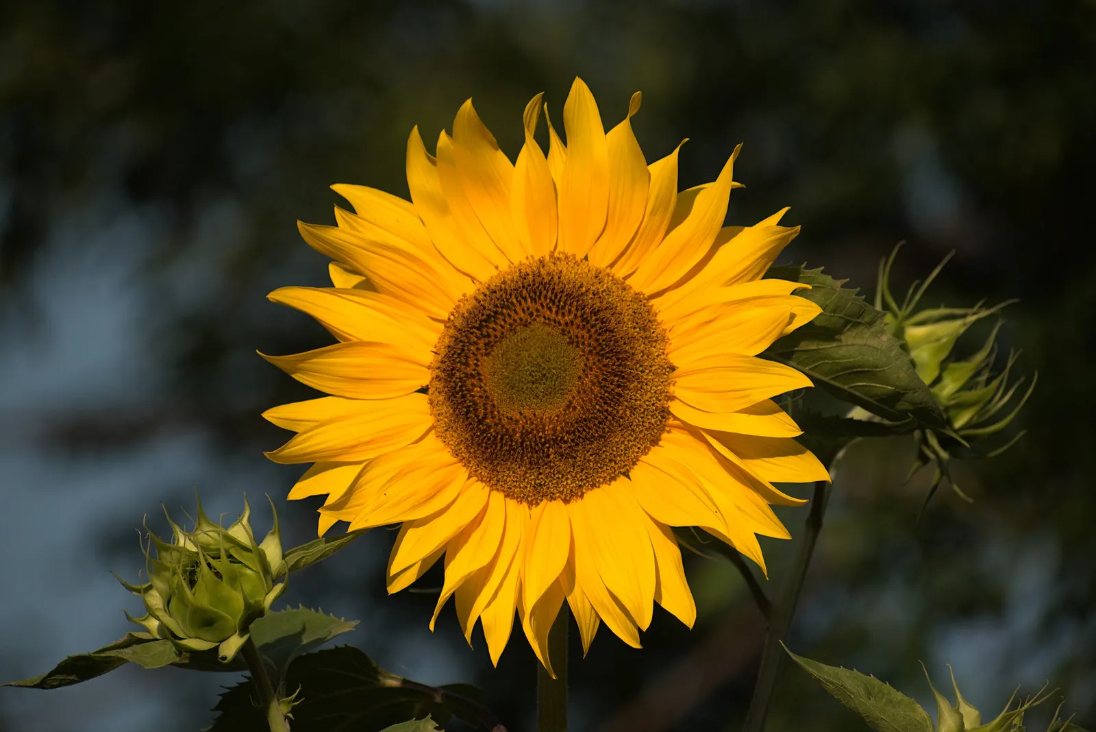 Common Sunflower (Helianthus Annuus) — For the landscape architect; note that mature plants can reach a towering height of 6 to 10 feet with a, image 95