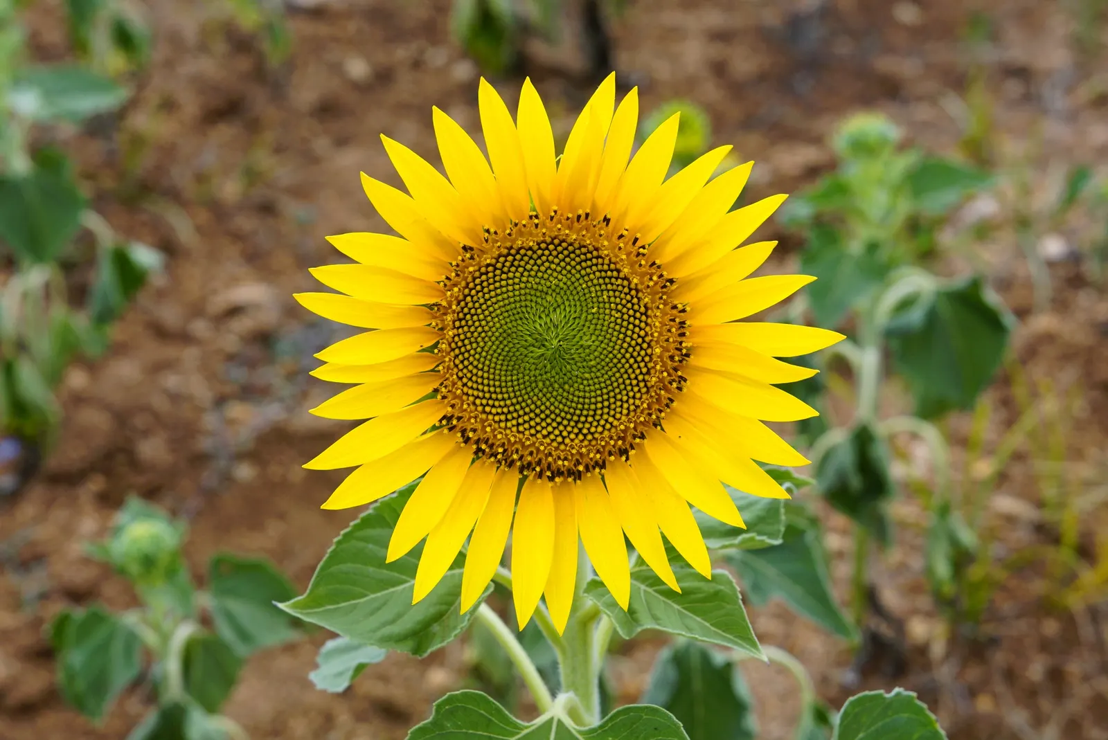 Common Sunflower (Helianthus Annuus) — Sunflowers provide excellent cut flowers and attract bees and birds