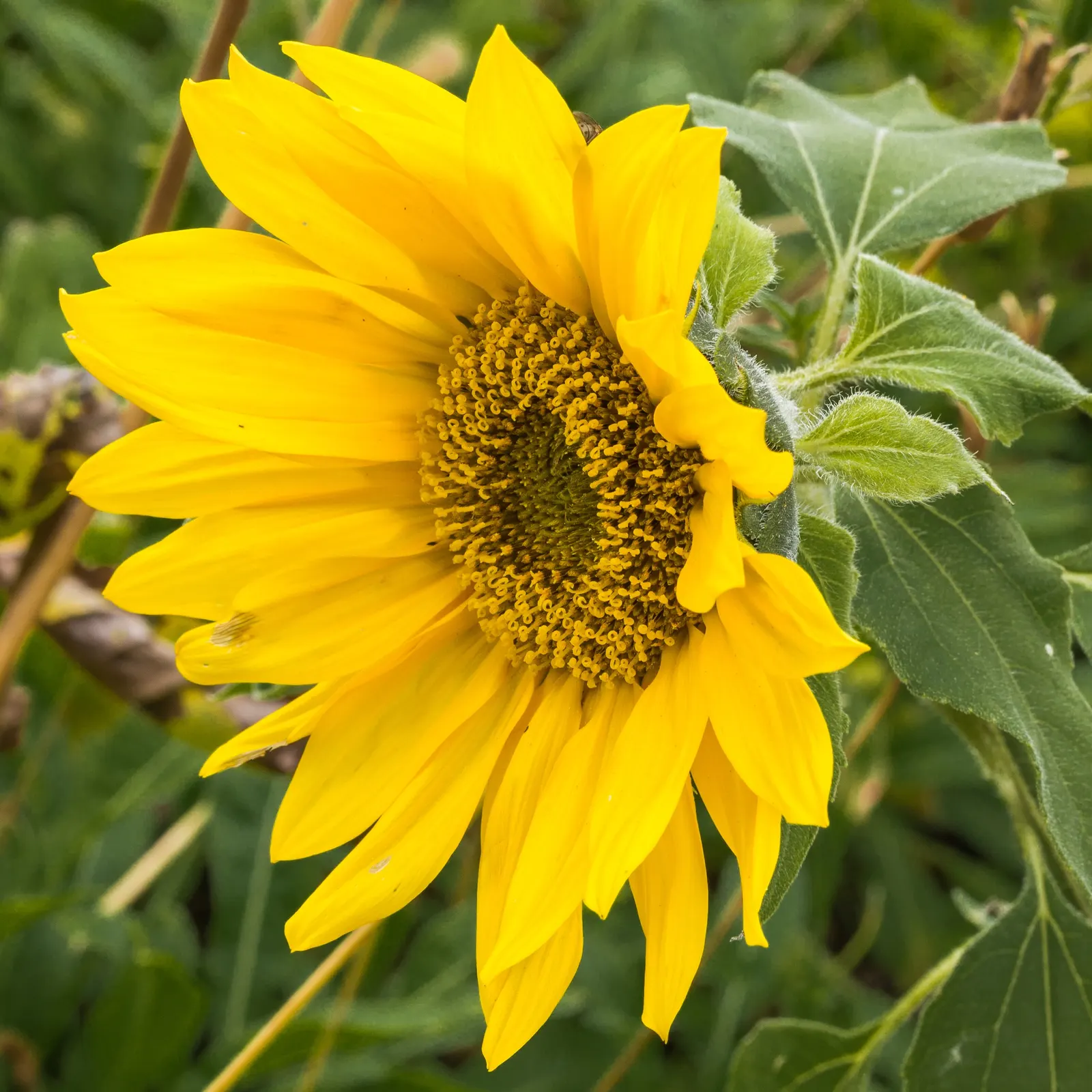Common Sunflower (Helianthus Annuus) — the Common Sunflower is a boon for wildlife; its nectar attracts pollinators; is an iconic and vibrant perennial that