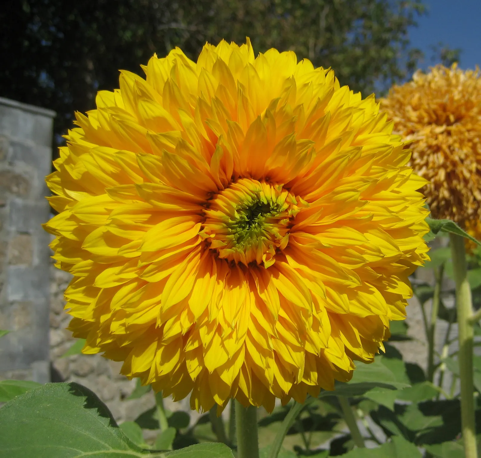 Common Sunflower (Helianthus Annuus) — which can measure approximately 3 inches in diameter; for the landscape architect