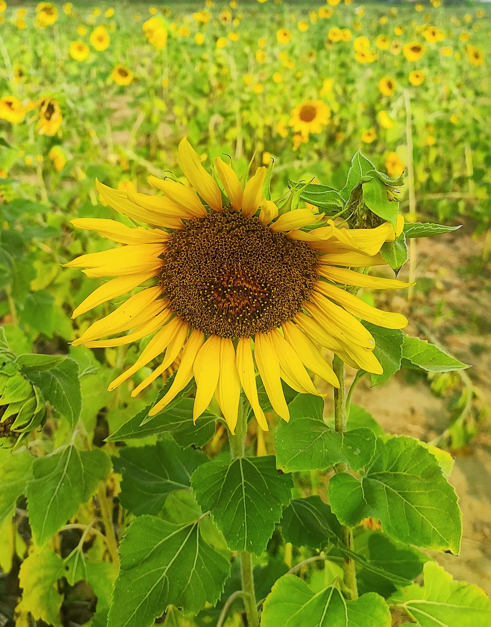 Common Sunflower (Helianthus Annuus) — while birds relish the seeds that form in its centers post bloom; which can measure approximately 3 inches, image 73