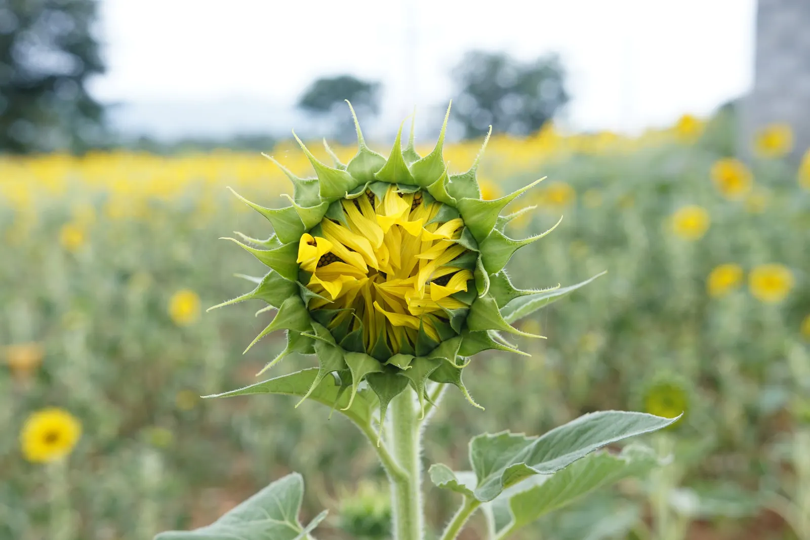 Common Sunflower (Helianthus Annuus) — annual with multi-colored and yellow blooms