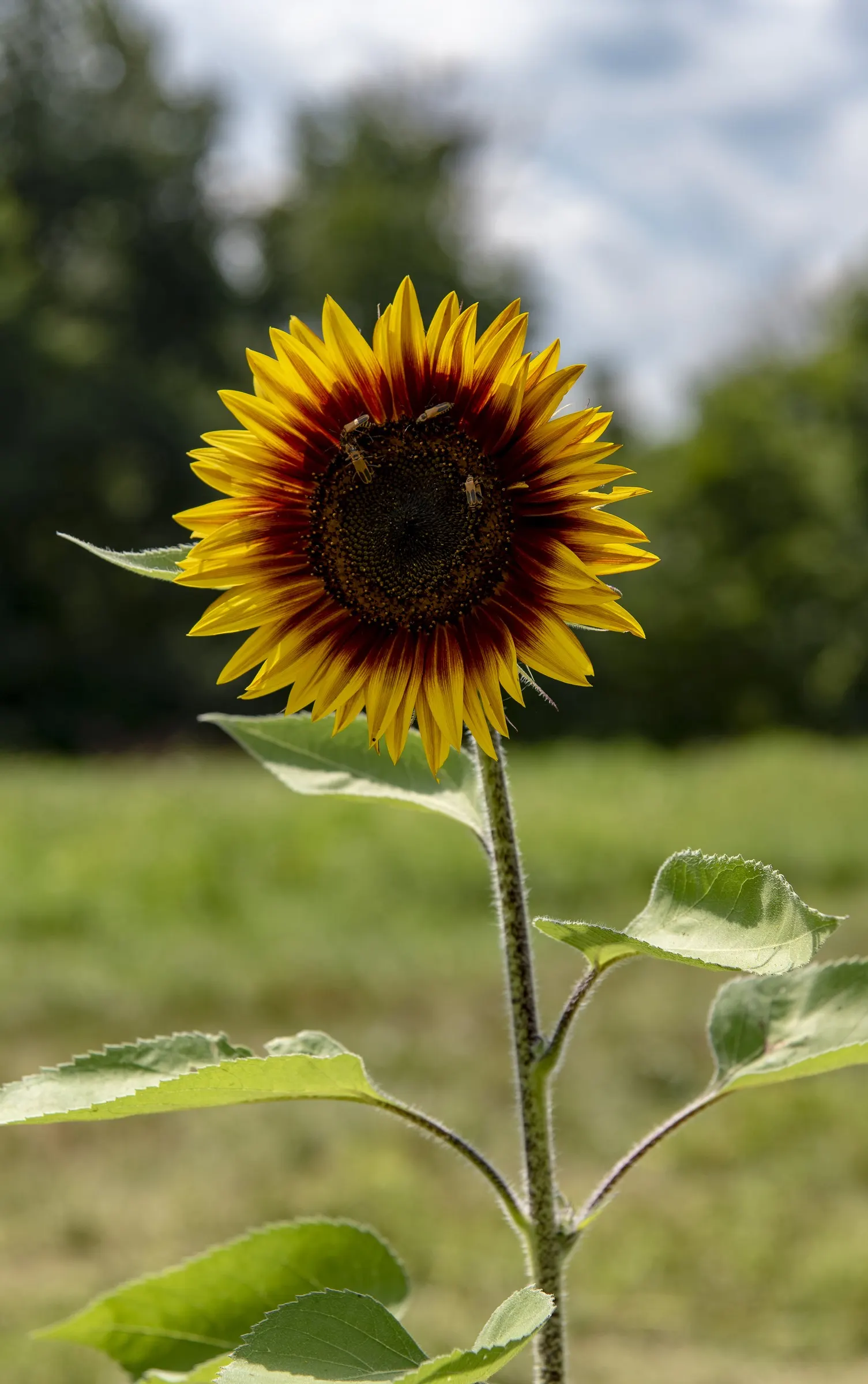 Common Sunflower (Helianthus Annuus) — note that mature plants can reach a towering height of 6 to 10 feet with a spread of 1.5 to 3 feet; its, image 90
