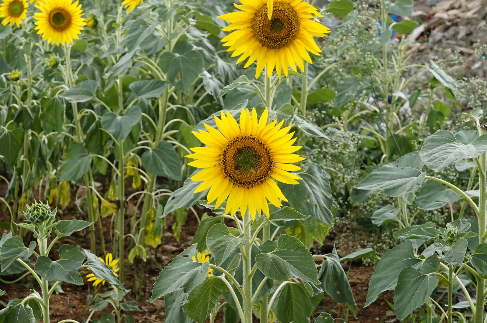 Common Sunflower (Helianthus Annuus) — This annual towers at 6 to 10 feet tall, preferring full sun locations; when considering inclusion in landscape design