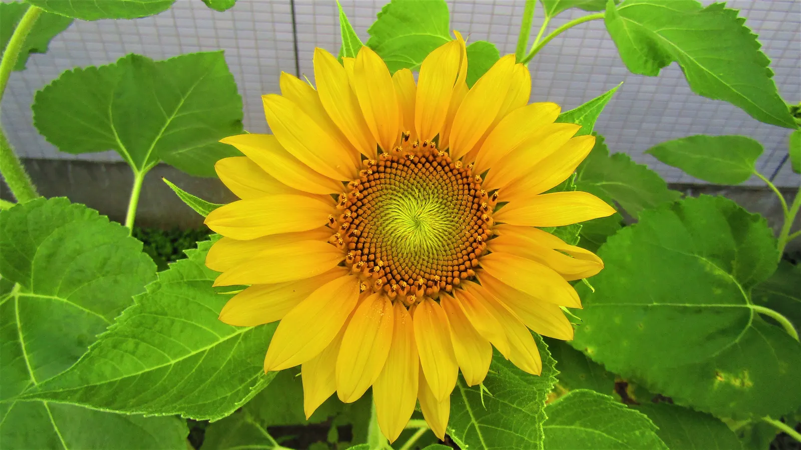 Common Sunflower (Helianthus Annuus) — annual for full; making them an excellent choice for an easy