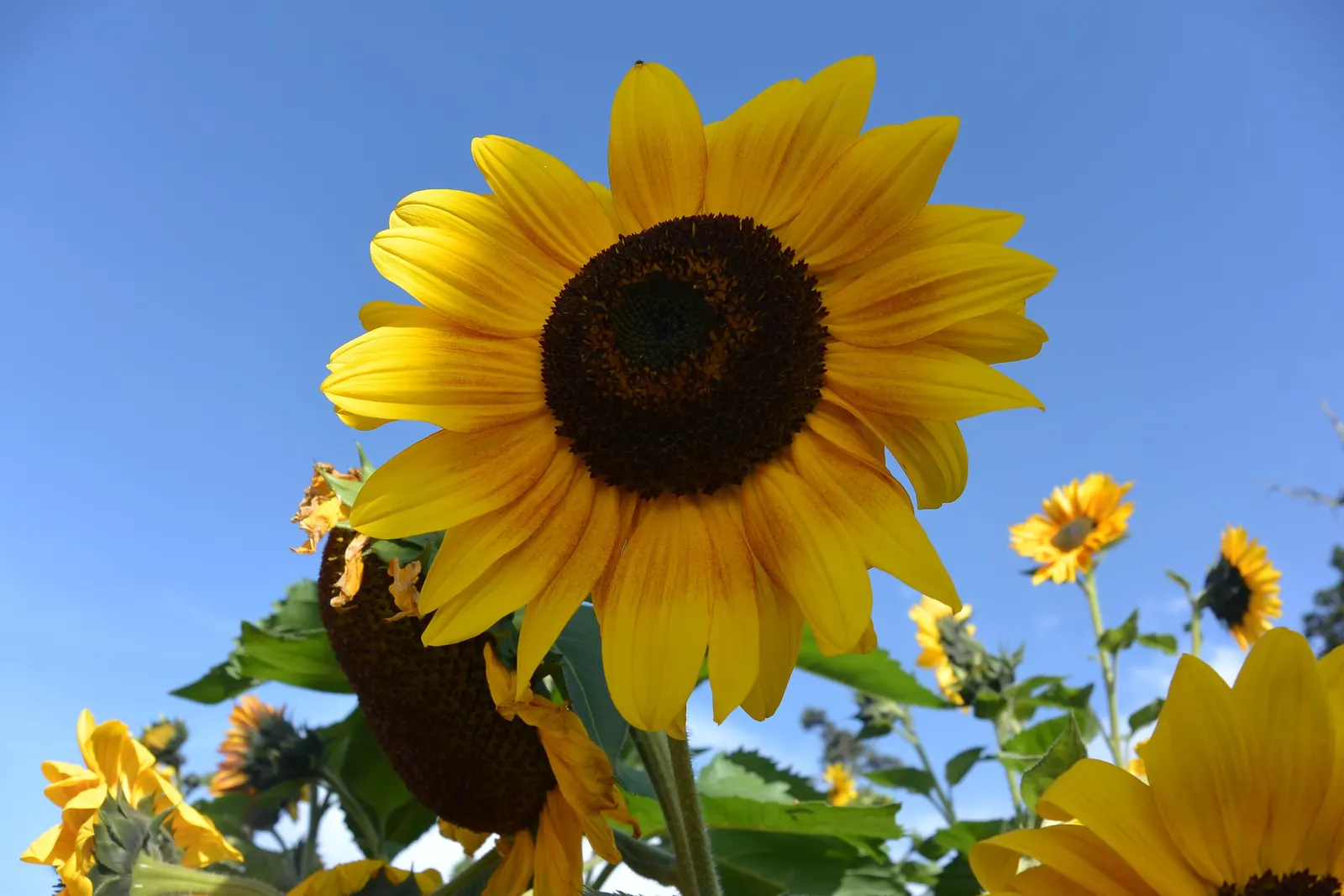 Common Sunflower (Helianthus Annuus) — the Common Sunflower is a boon for wildlife; its nectar attracts pollinators