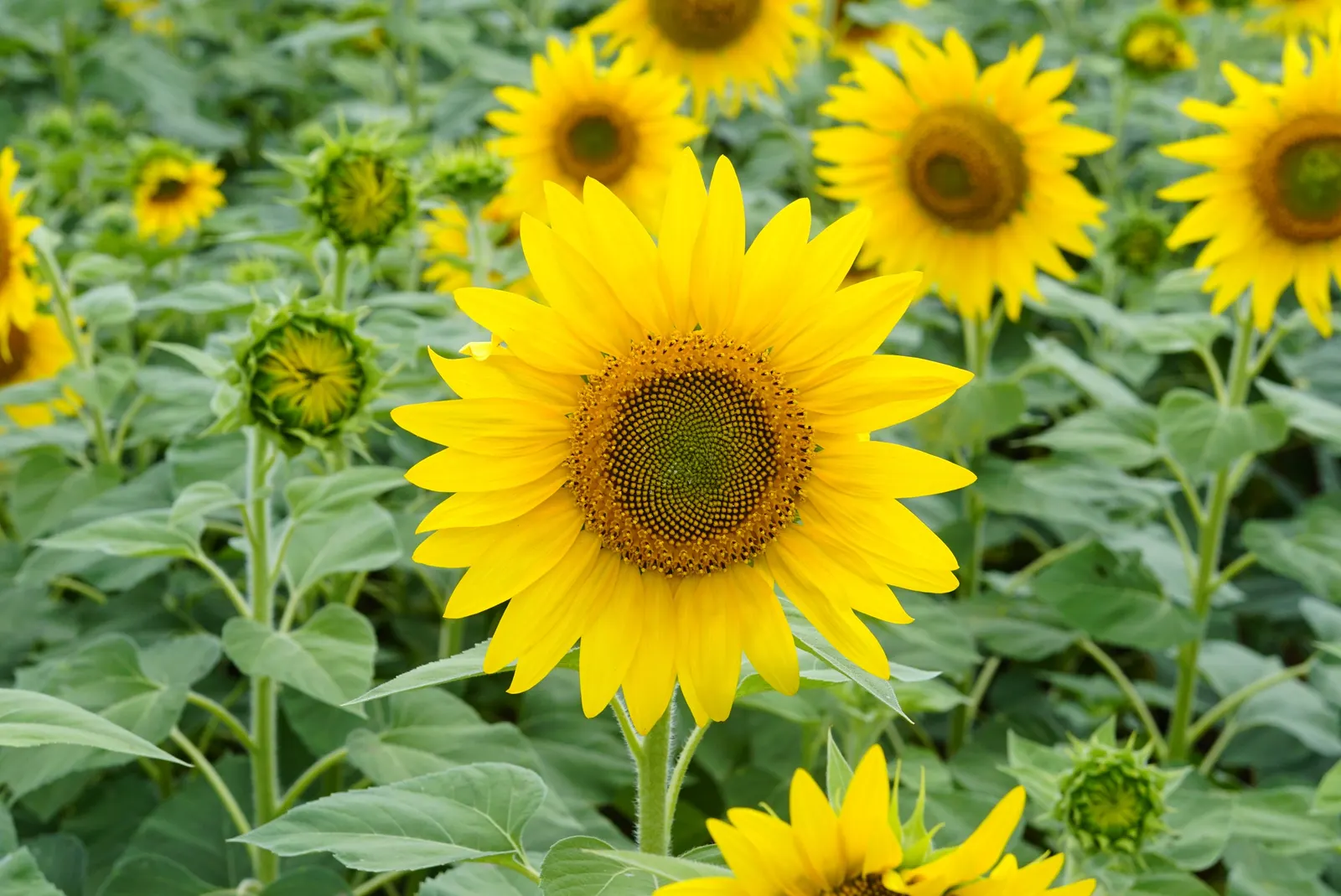 Common Sunflower (Helianthus Annuus) — where young flower buds track the sun from east to west; multi-colored and yellow flowers in the garden