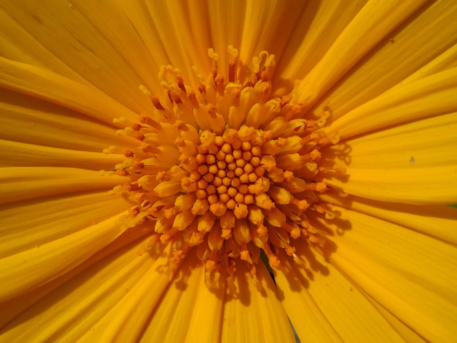 Common Sunflower (Helianthus Annuus) — able to thrive in a range of soil types; the sunflower is not only aesthetically pleasing but also highly, image 113