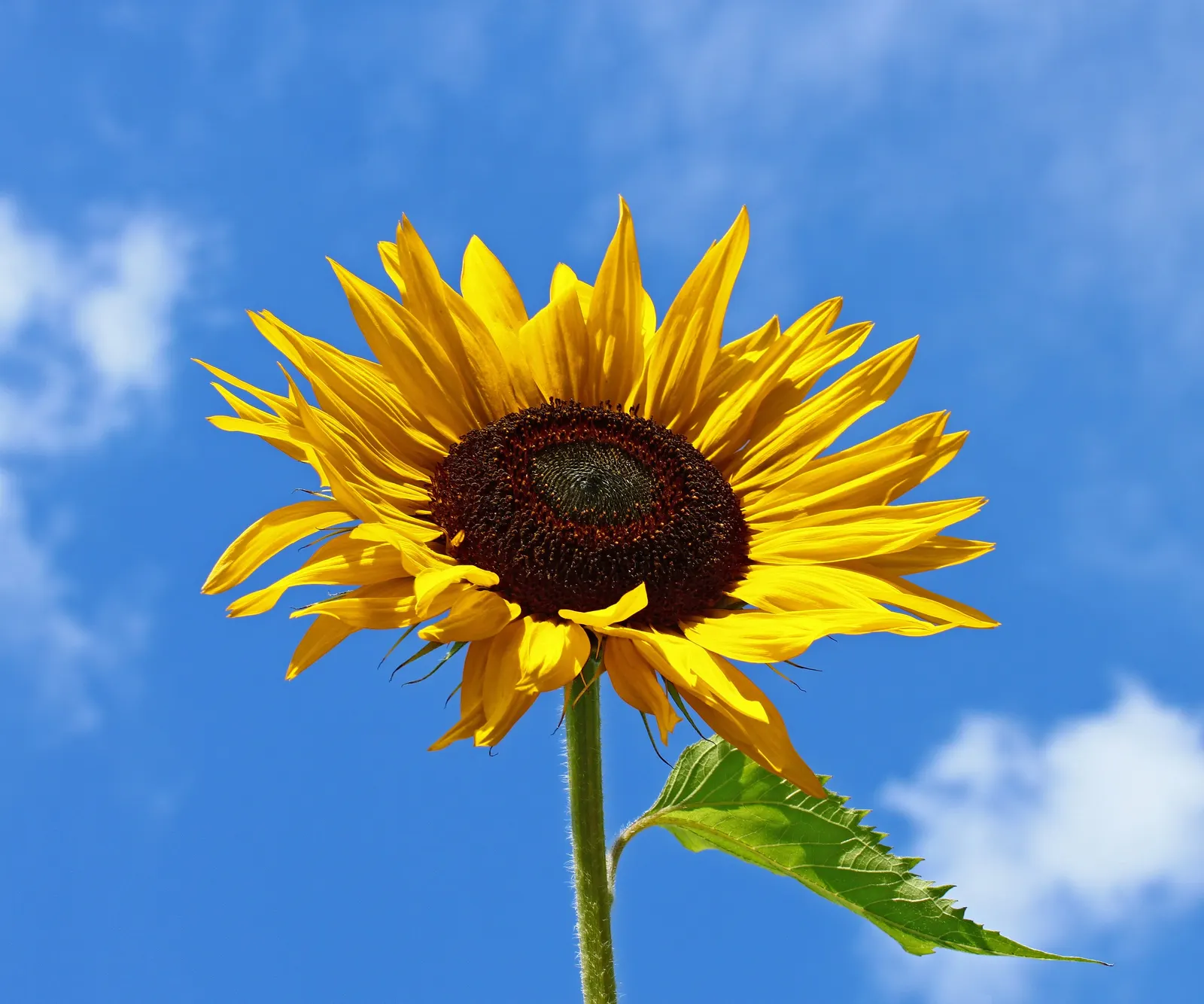 Common Sunflower (Helianthus Annuus) — ever-changing element within the garden space.<br><br>Further; annual for full, image 123
