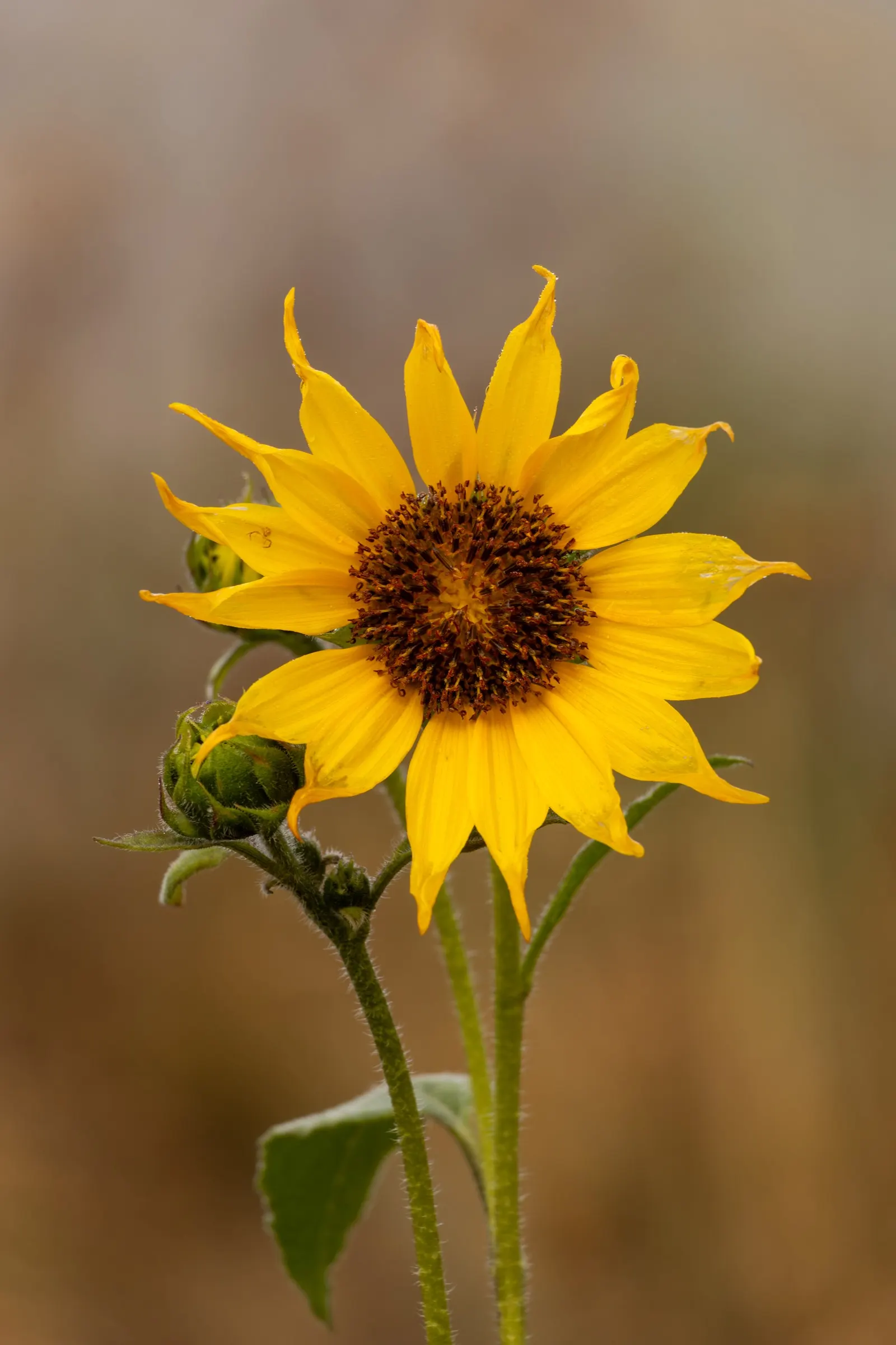 Common Sunflower (Helianthus Annuus) — annual for full; making them an excellent choice for an easy, image 104
