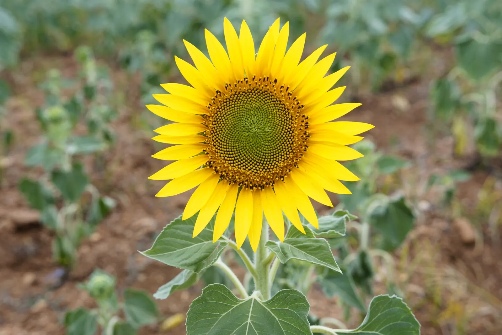 Common Sunflower (Helianthus Annuus) — which can measure approximately 3 inches in diameter