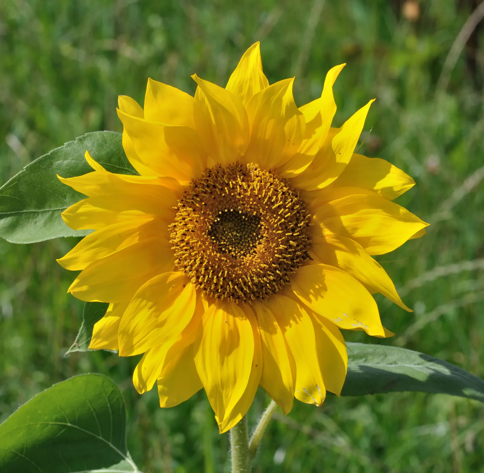 Common Sunflower (Helianthus Annuus) — is an iconic and vibrant perennial that serves as a focal point in any garden; the Common Sunflower is a, image 111