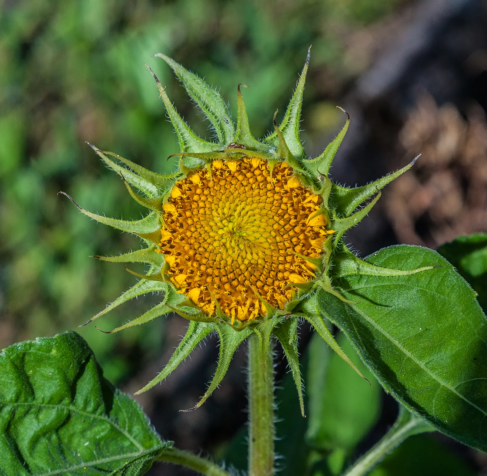 Common Sunflower (Helianthus Annuus) — Space them 18 to 36 inches apart to accommodate their growth and ensure adequate sunlight
