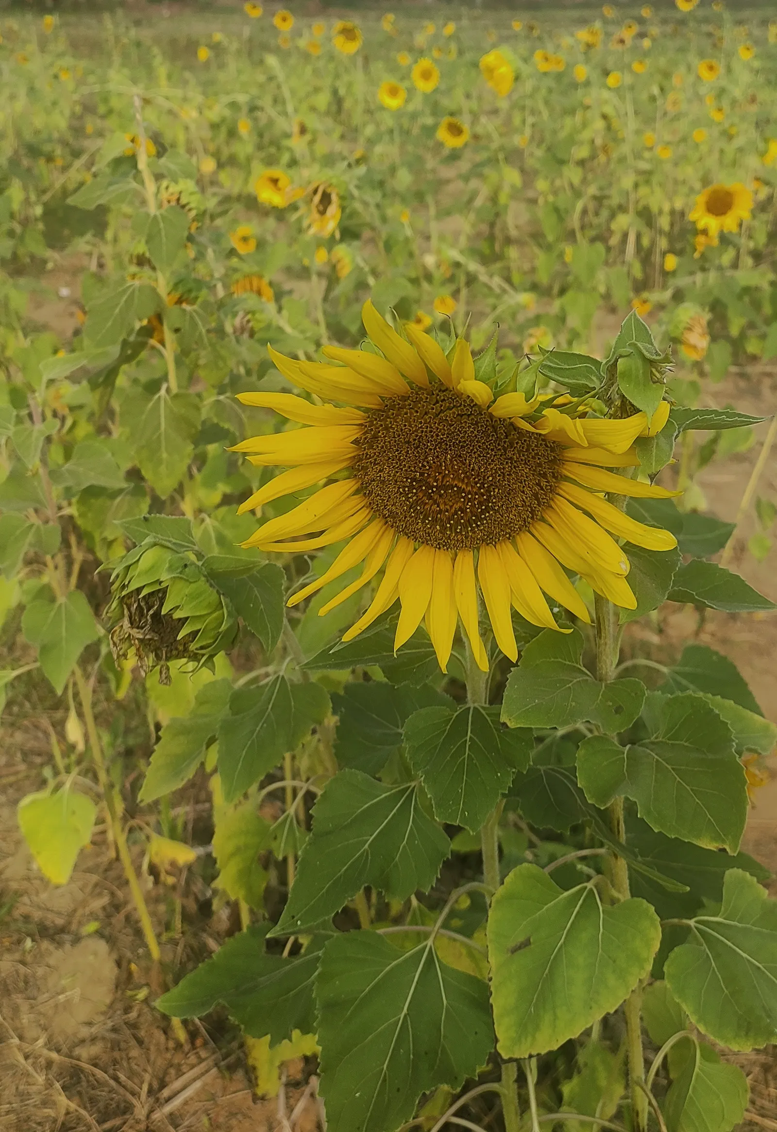 Common Sunflower (Helianthus Annuus) — When considering inclusion in landscape design; with moderate watering needs, image 89