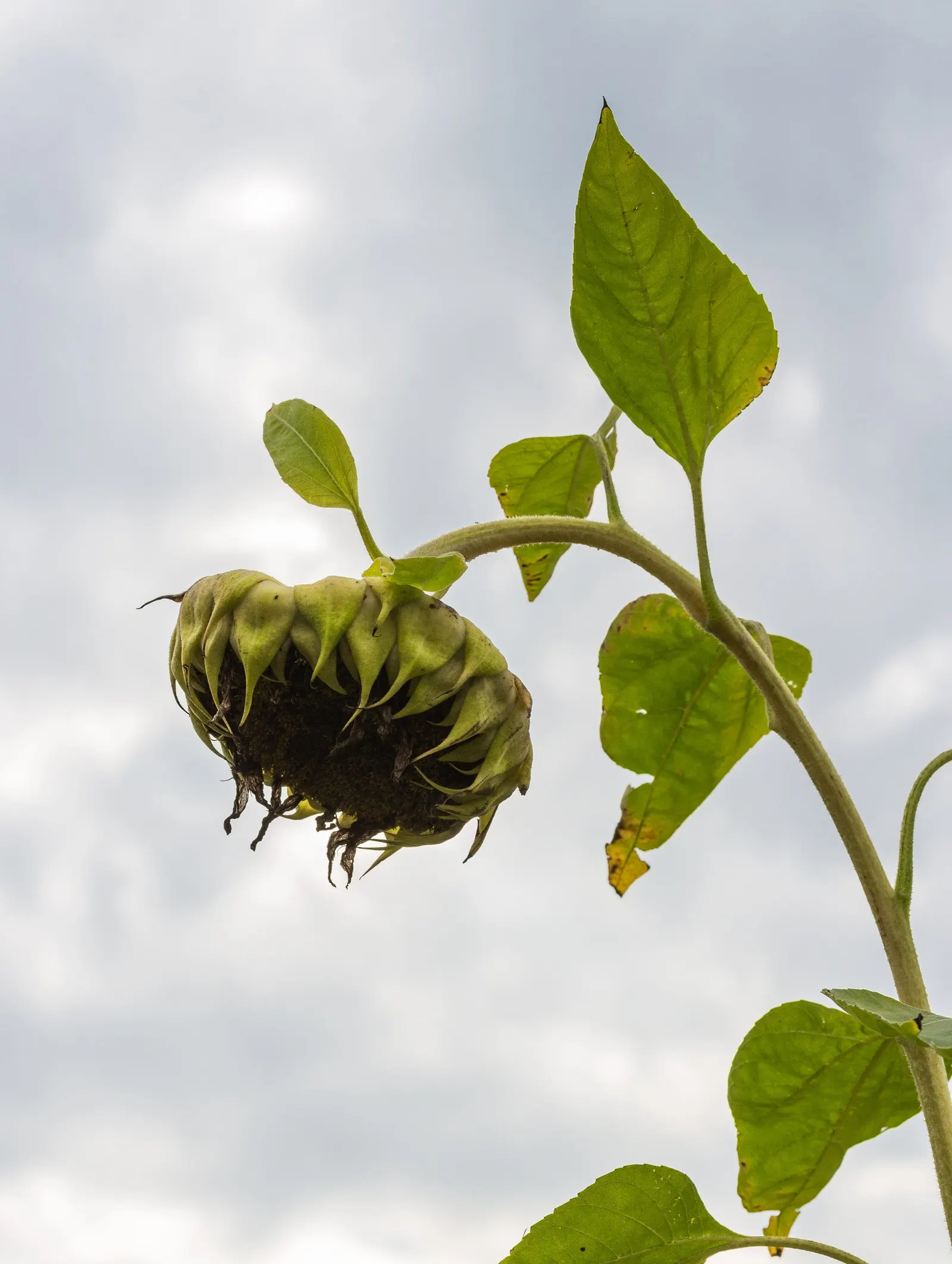 Common Sunflower (Helianthus Annuus) — When considering inclusion in landscape design