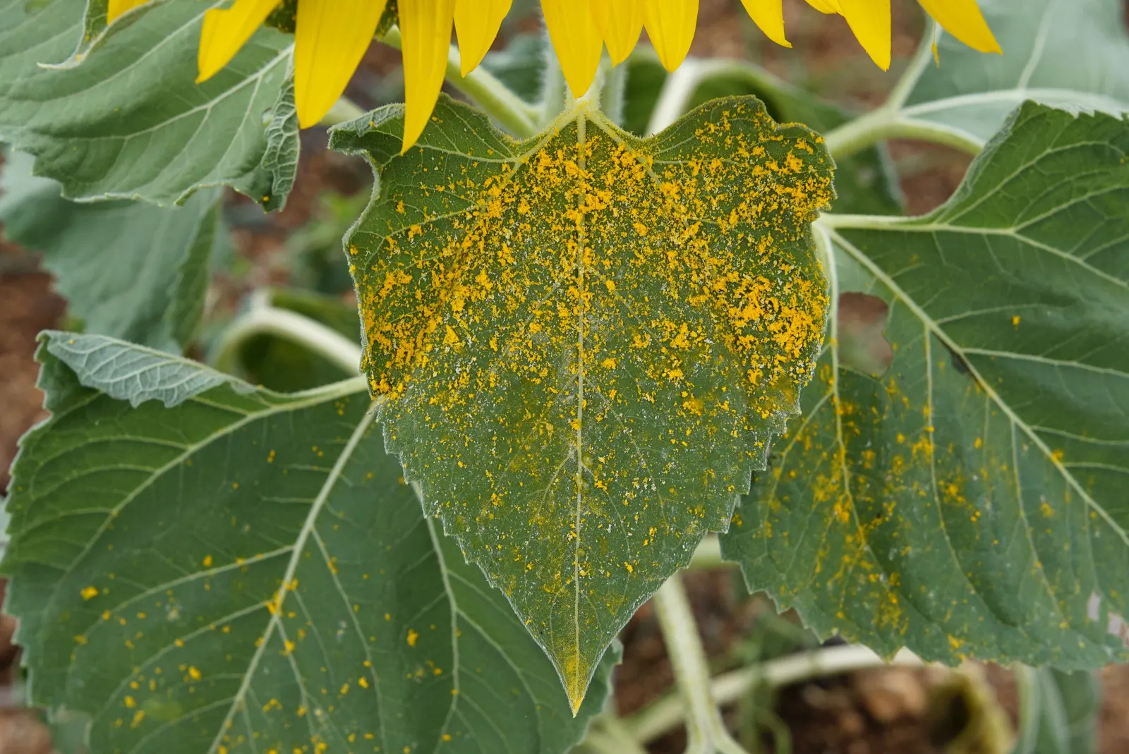 Common Sunflower (Helianthus Annuus) — multi-colored and yellow flowers in the garden; able to thrive in a range of soil types, image 102