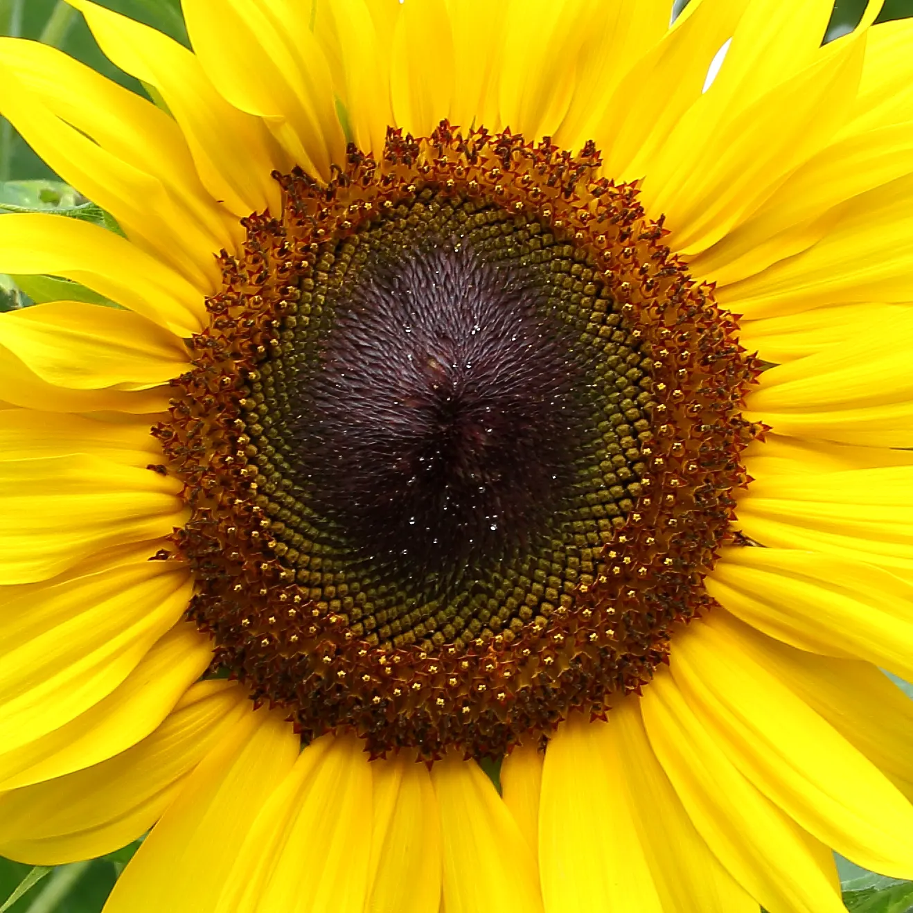 Common Sunflower (Helianthus Annuus) — scientifically referred to as Helianthus annuus; necessitating ample space for optimal growth and visual impact