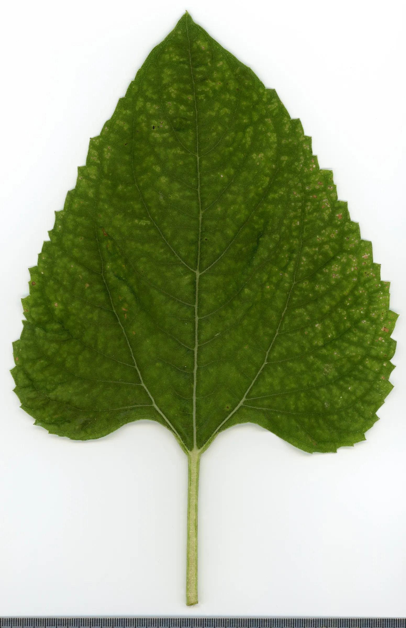 Common Sunflower (Helianthus Annuus) — which maximizes photosynthesis; space them 18 to 36 inches apart to accommodate their growth and ensure, image 68