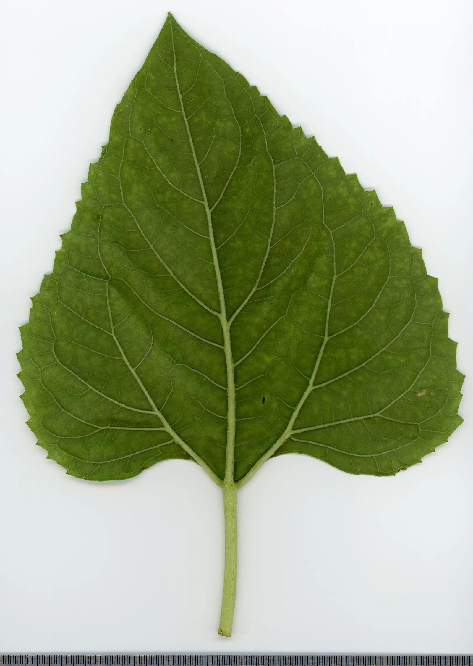 Common Sunflower (Helianthus Annuus) — ever-changing element within the garden space.<br><br>Further; annual for full, image 97