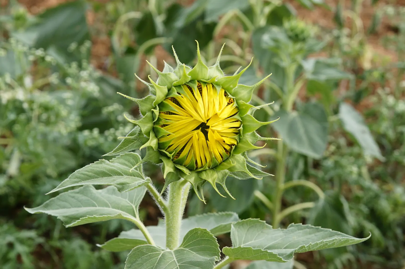 Common Sunflower (Helianthus Annuus) — Space them 18 to 36 inches apart to accommodate their growth and ensure adequate sunlight; scientifically, image 57