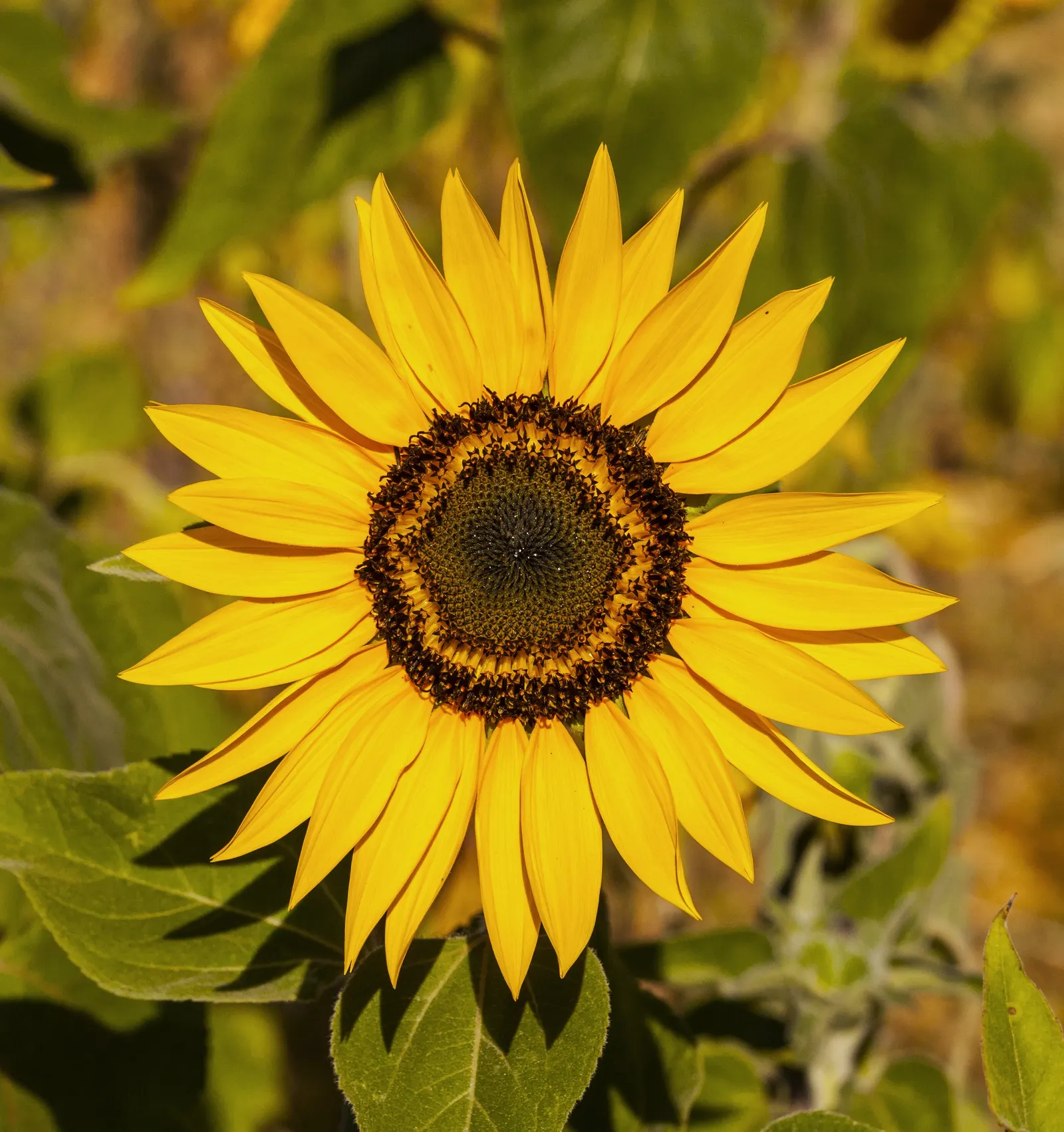 Common Sunflower (Helianthus Annuus) — vibrant yellow blooms reaching diameters of 6 to 12 inches; sunflowers provide excellent cut flowers and, image 79