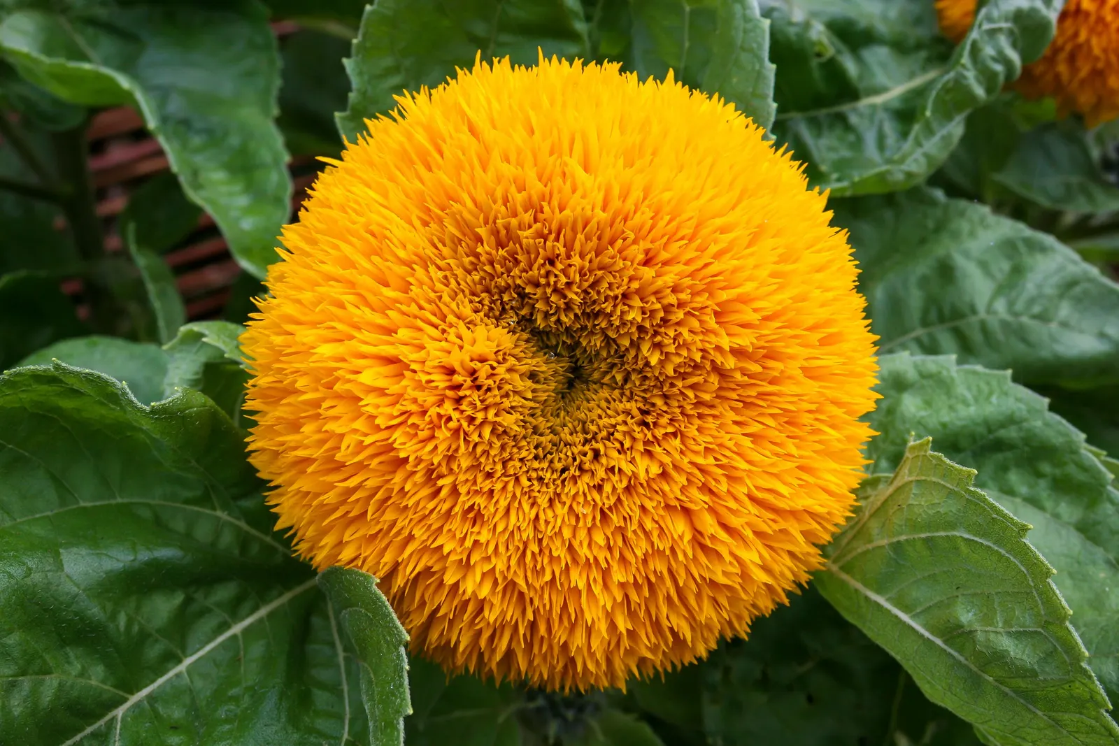 Common Sunflower (Helianthus Annuus) — note that mature plants can reach a towering height of 6 to 10 feet with a spread of 1.5 to 3 feet; its, image 64