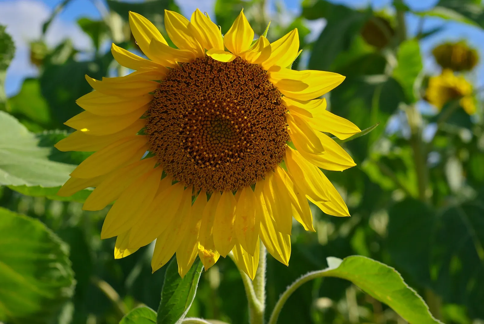 Common Sunflower (Helianthus Annuus) — with moderate watering needs; while birds relish the seeds that form in its centers post bloom, image 74