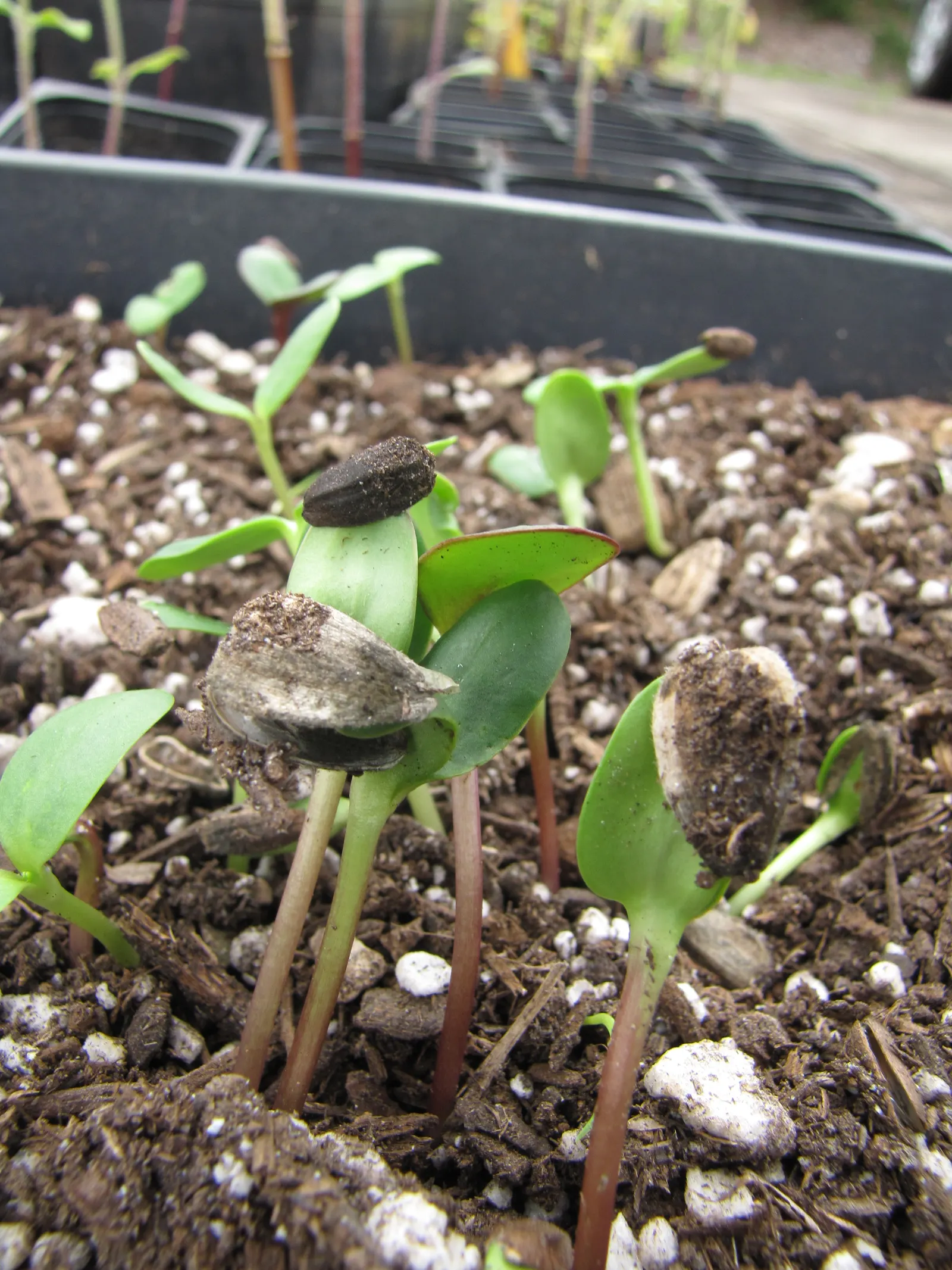Common Sunflower (Helianthus Annuus) — able to thrive in a range of soil types; the sunflower is not only aesthetically pleasing but also highly, image 61