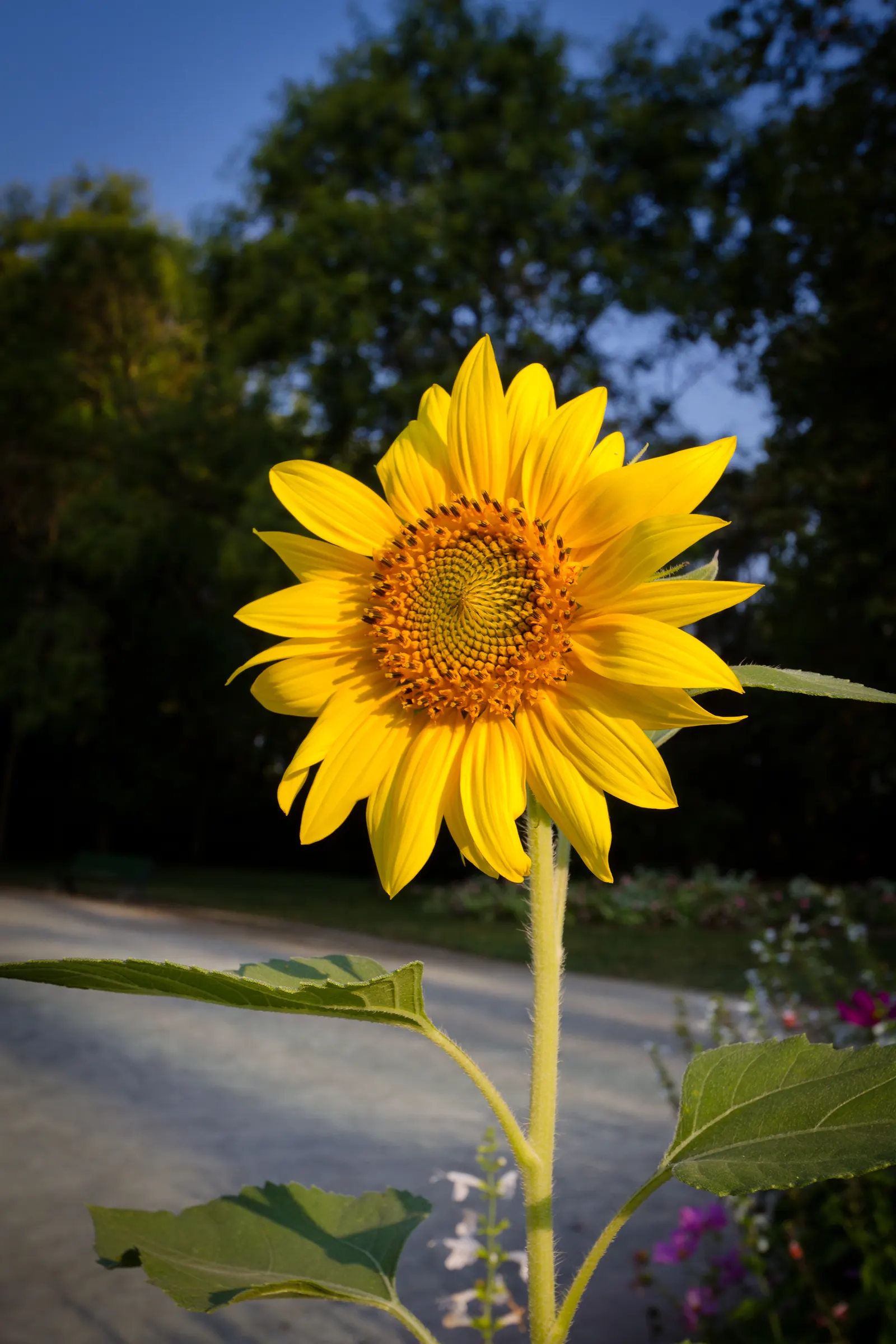 Common Sunflower (Helianthus Annuus) — the sunflower is not only aesthetically pleasing but also highly adaptable