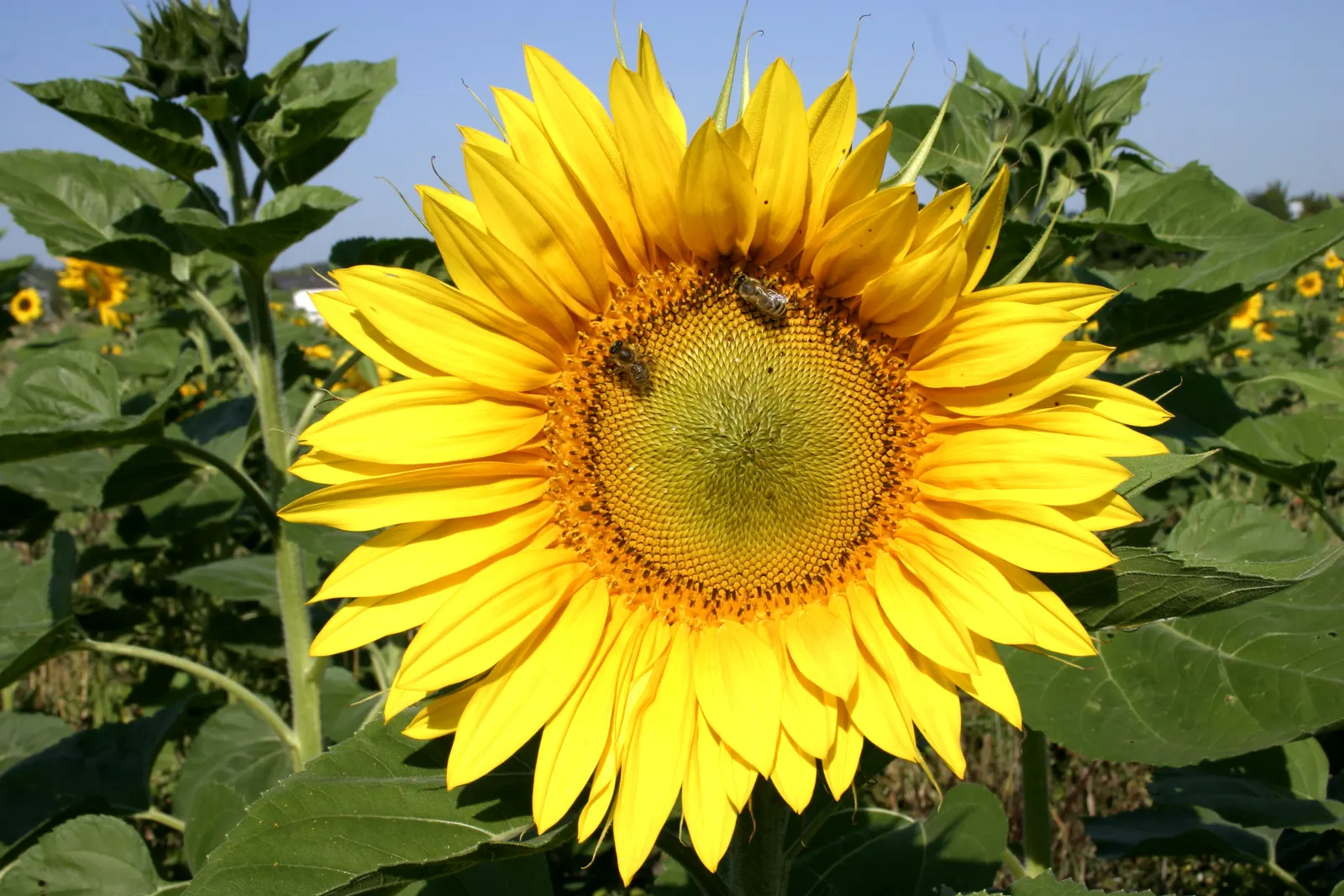 Common Sunflower (Helianthus Annuus) — scientifically referred to as Helianthus annuus; necessitating ample space for optimal growth and visual, image 58
